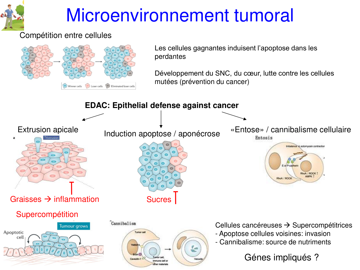 Oncogénétique page 29