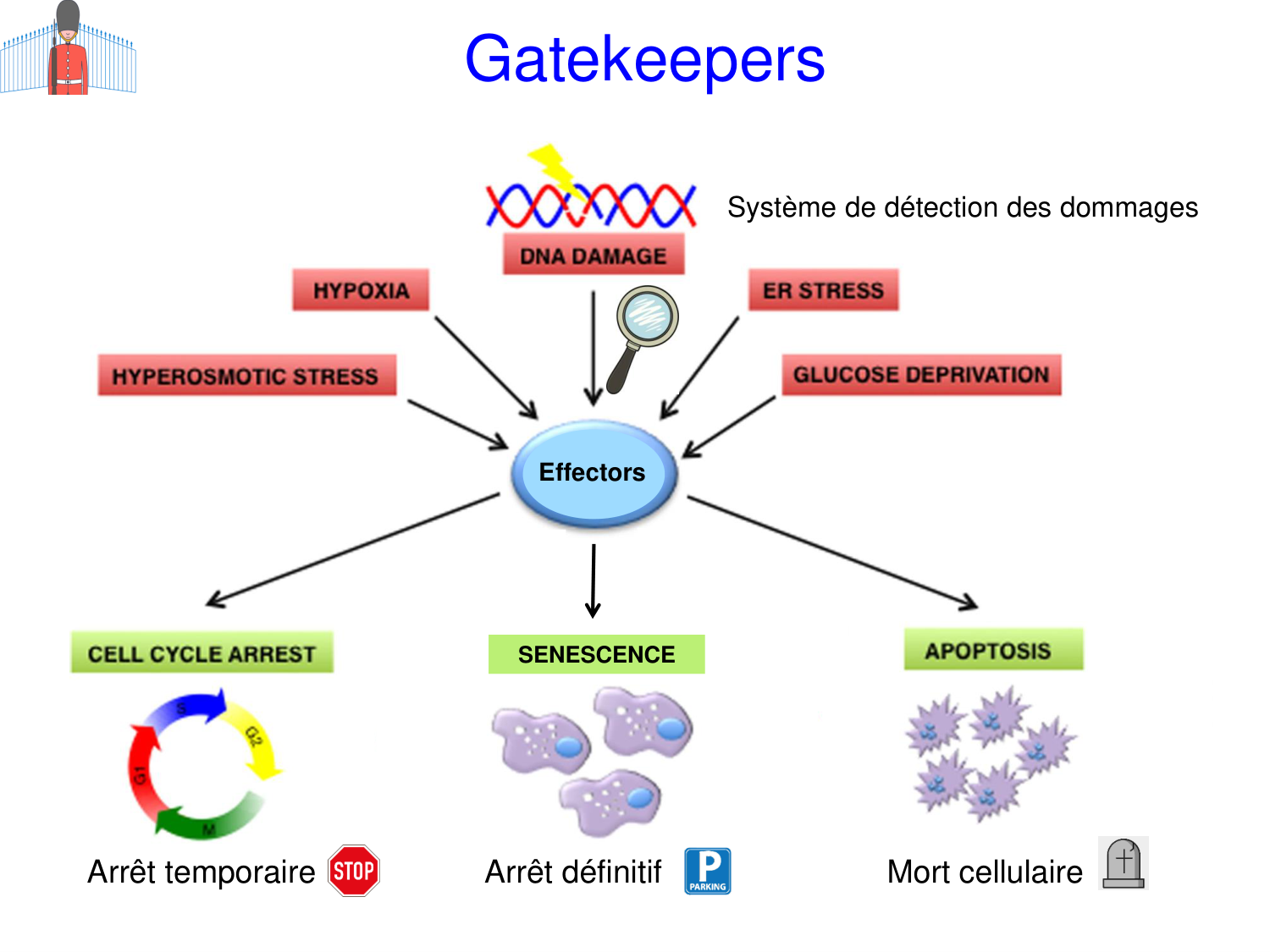 Oncogénétique page 31