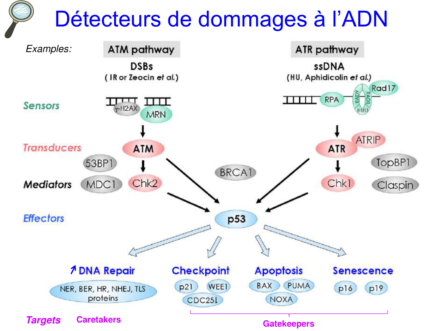 Oncogénétique page 32