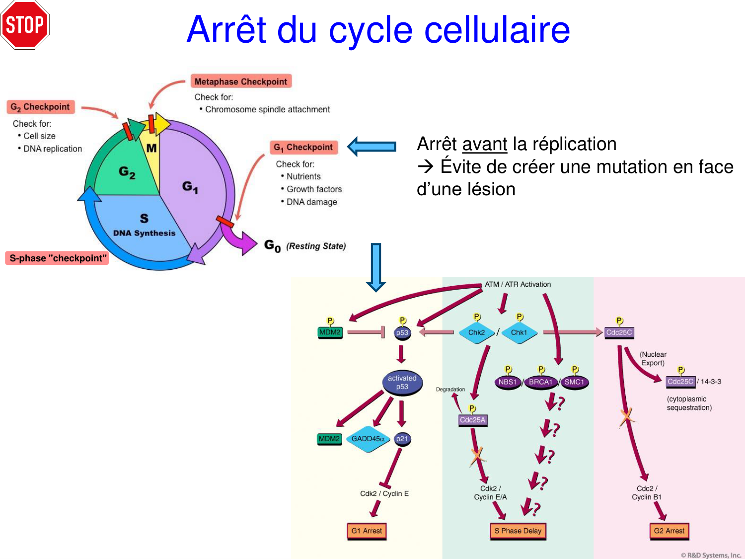 Oncogénétique page 33