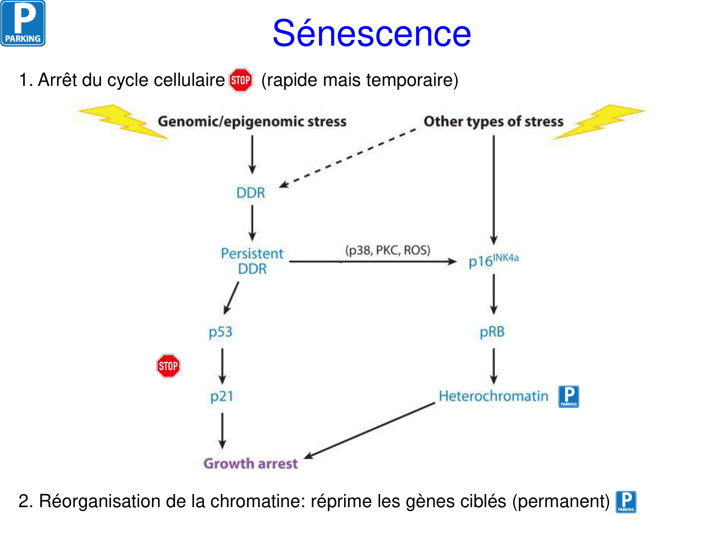 Oncogénétique page 34