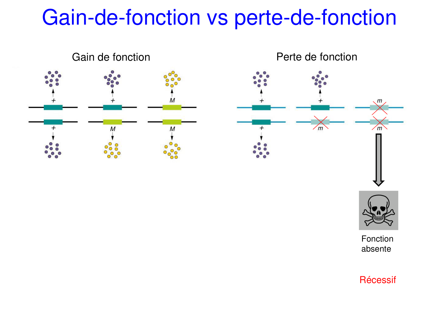 Oncogénétique page 36