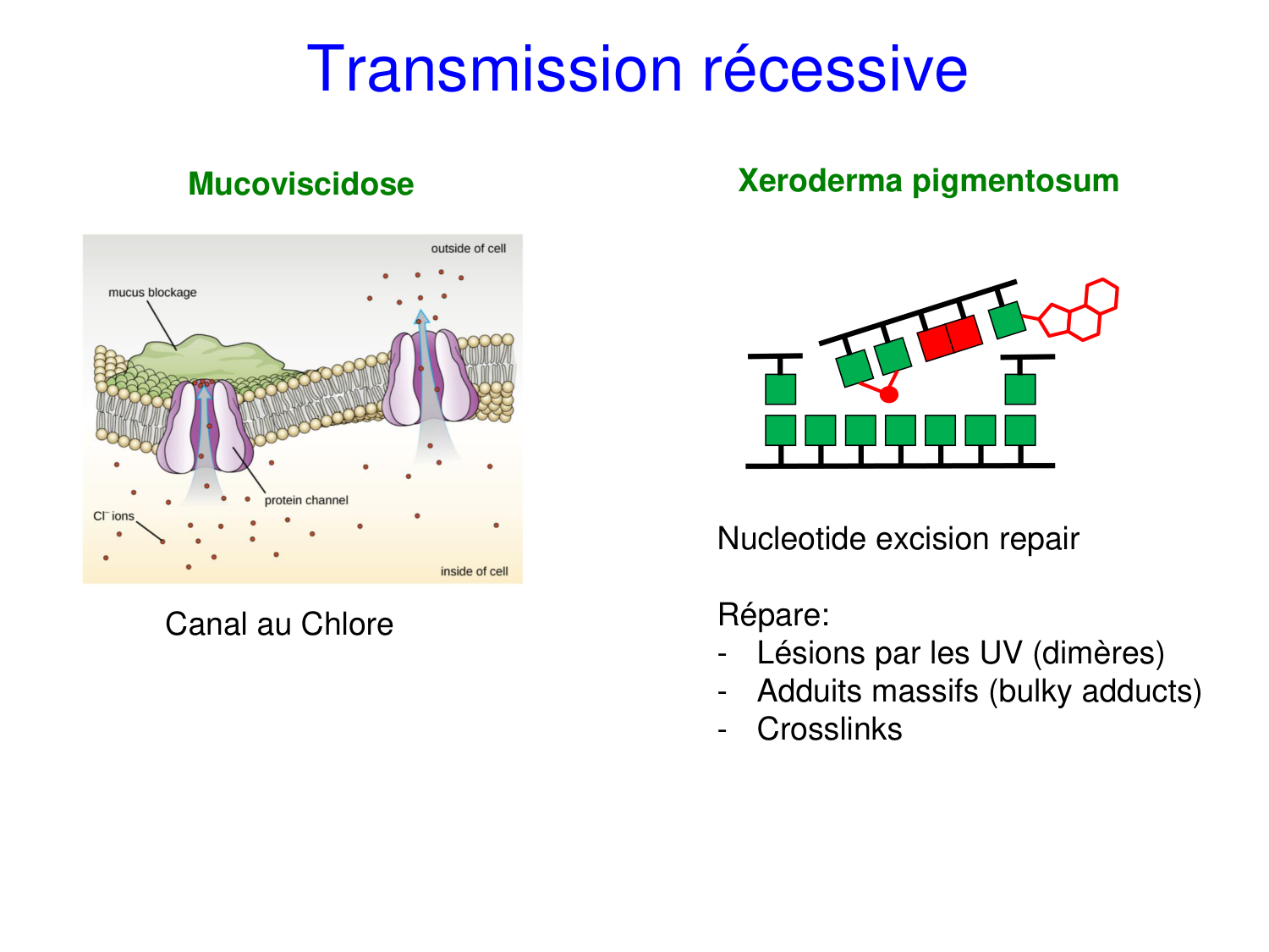 Oncogénétique page 37