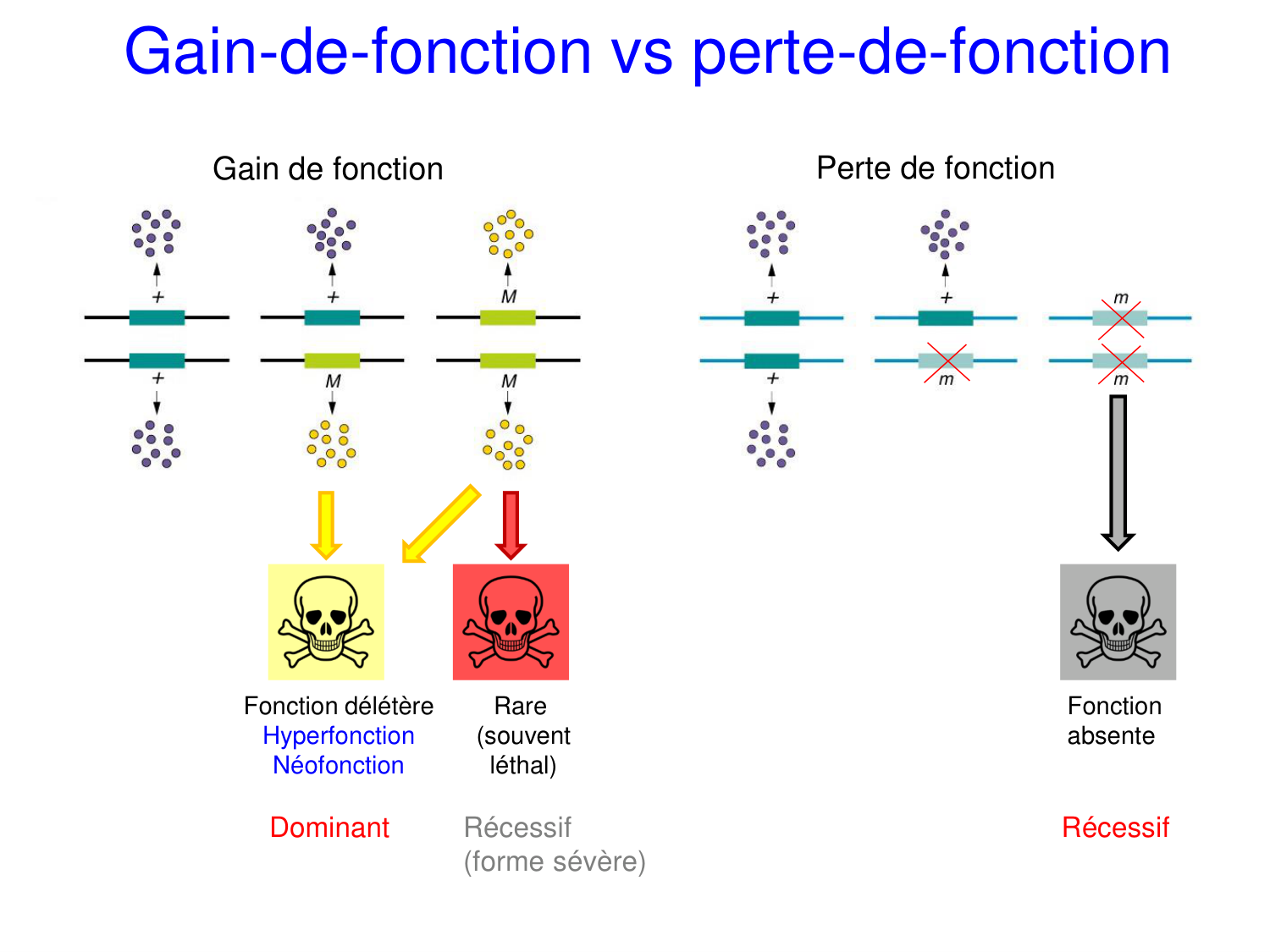Oncogénétique page 39