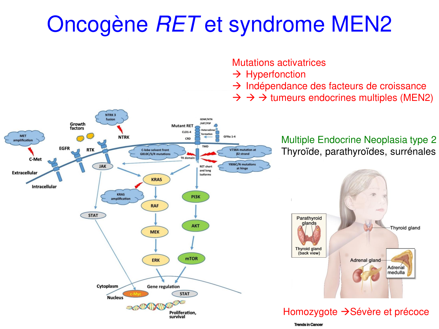 Oncogénétique page 41