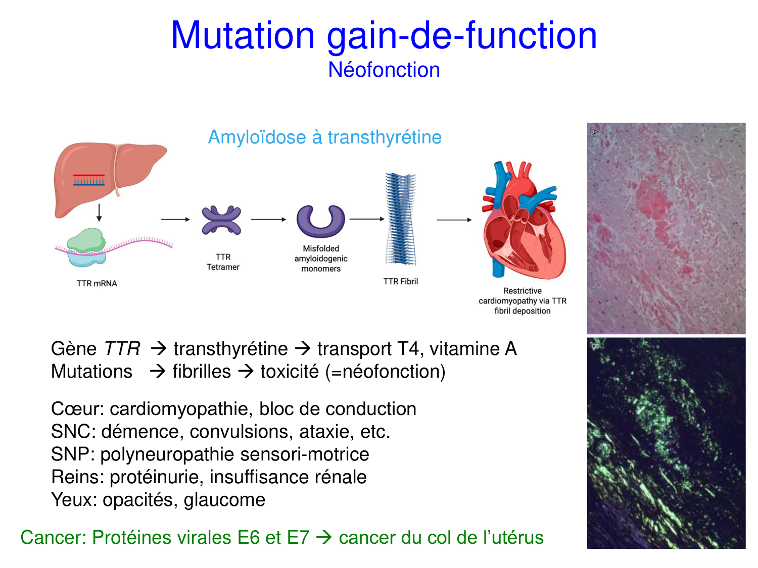 Oncogénétique page 42