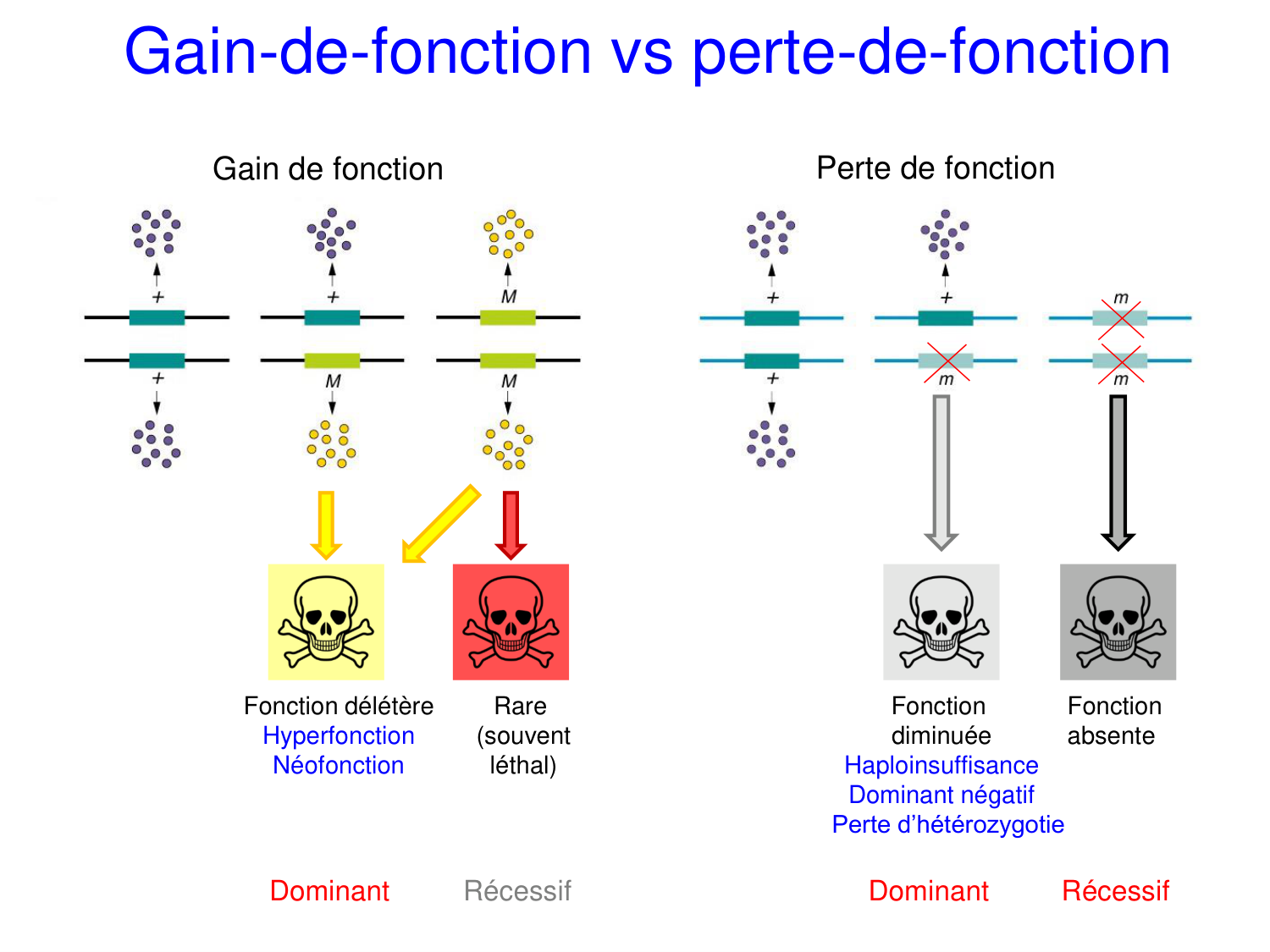 Oncogénétique page 43