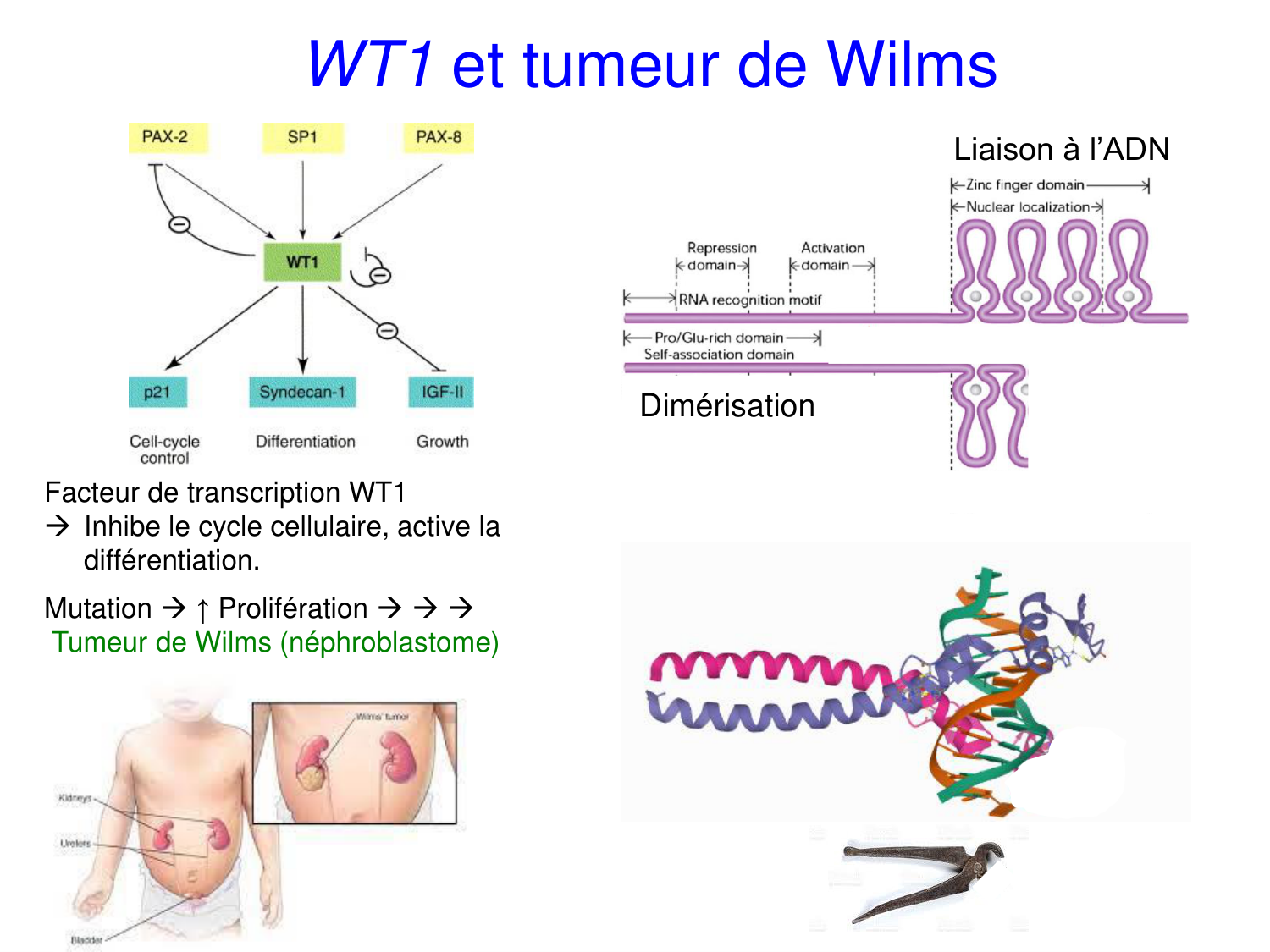 Oncogénétique page 48