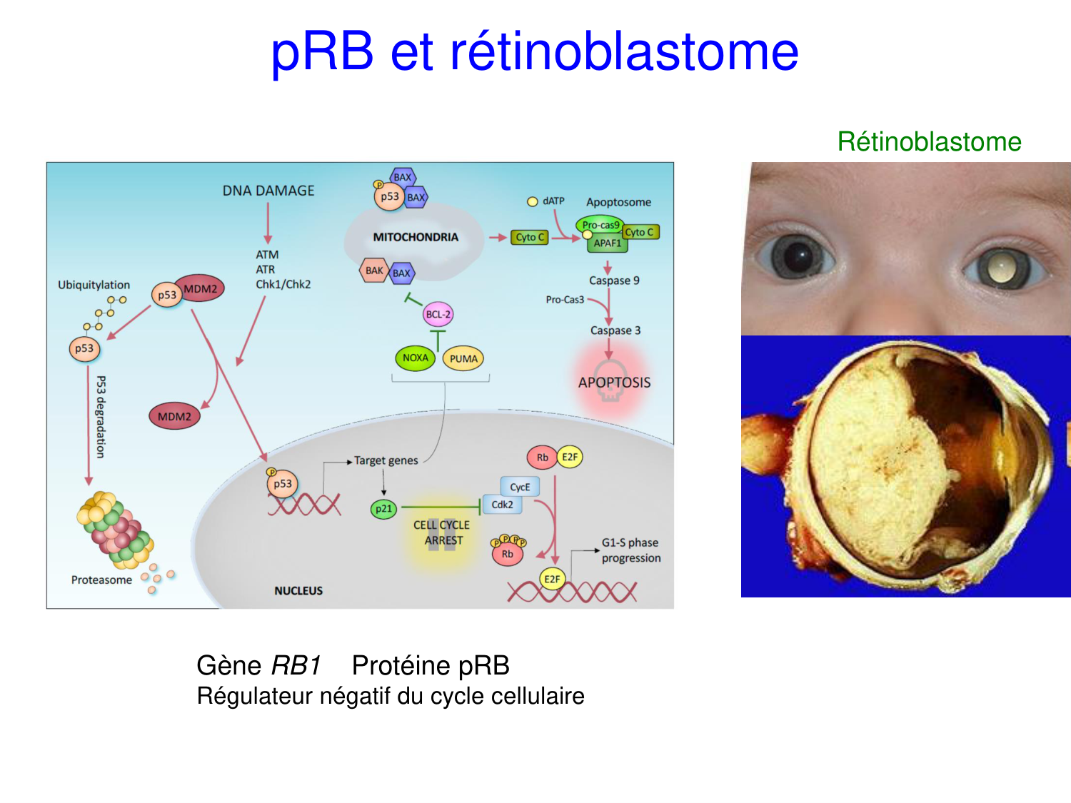 Oncogénétique page 50