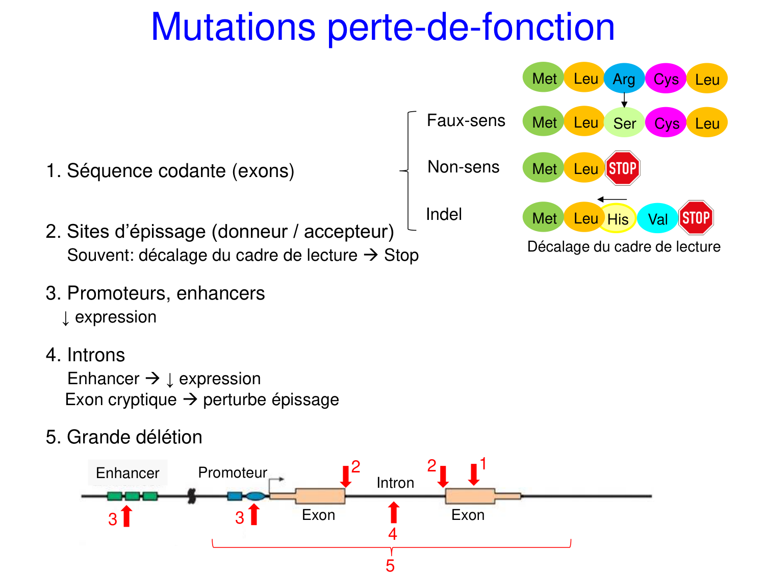 Oncogénétique page 53