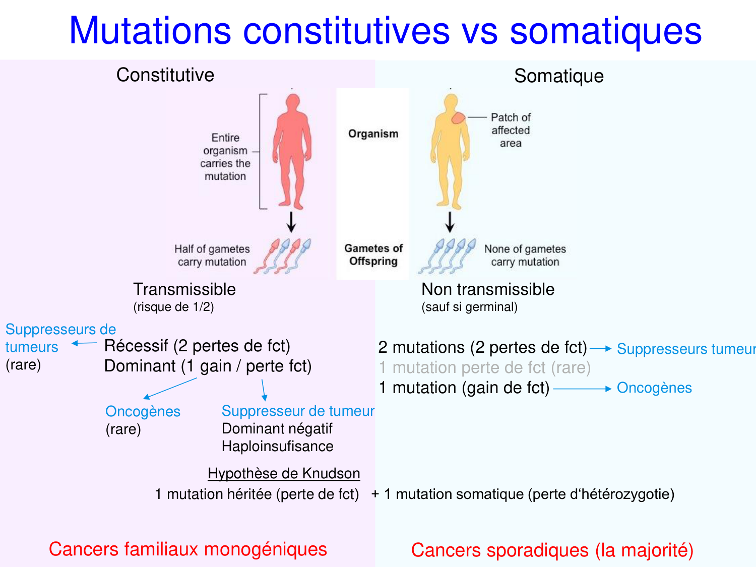 Oncogénétique page 54