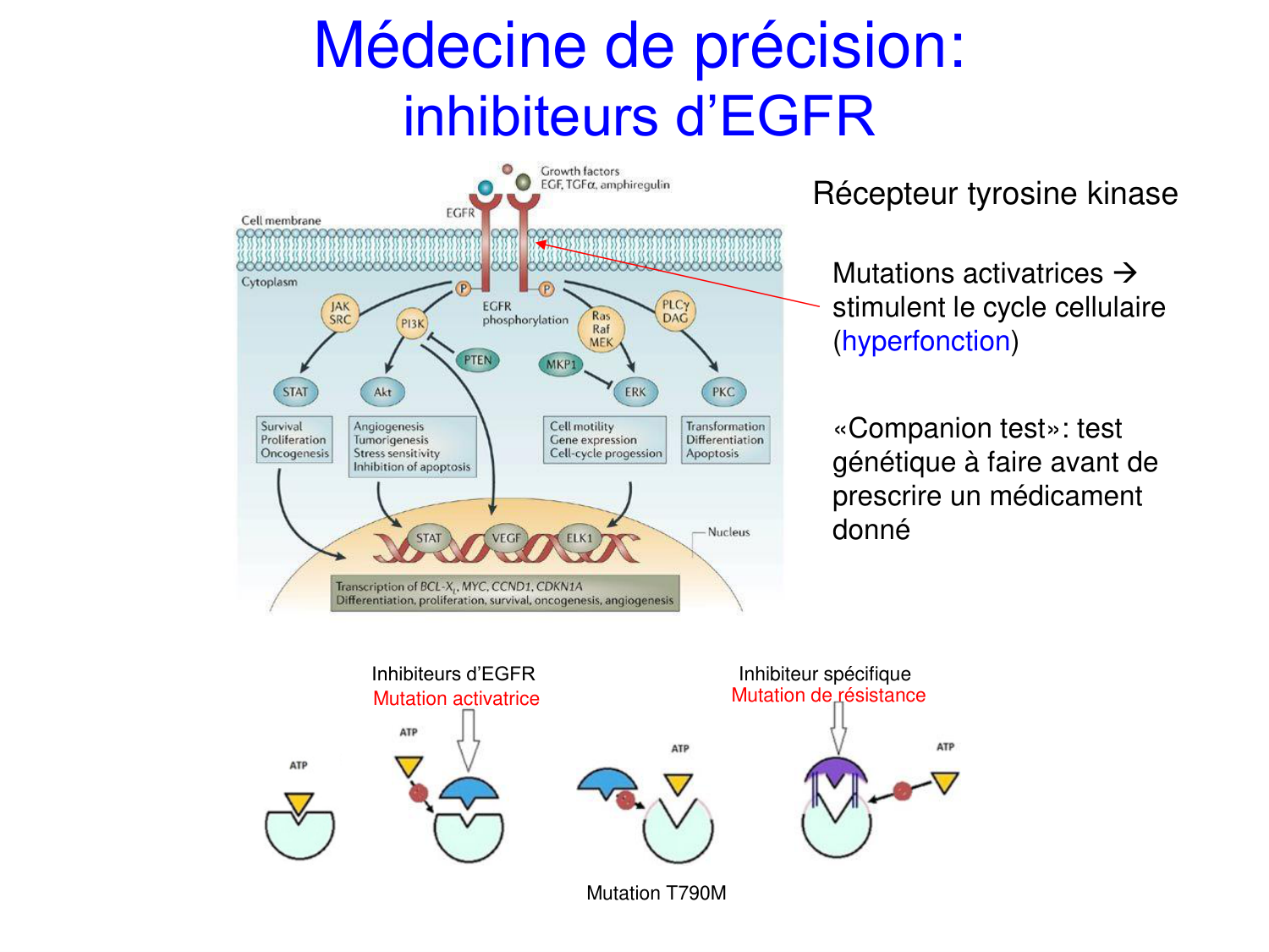 Oncogénétique page 58