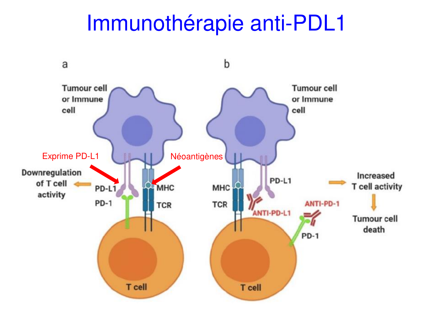 Oncogénétique page 59