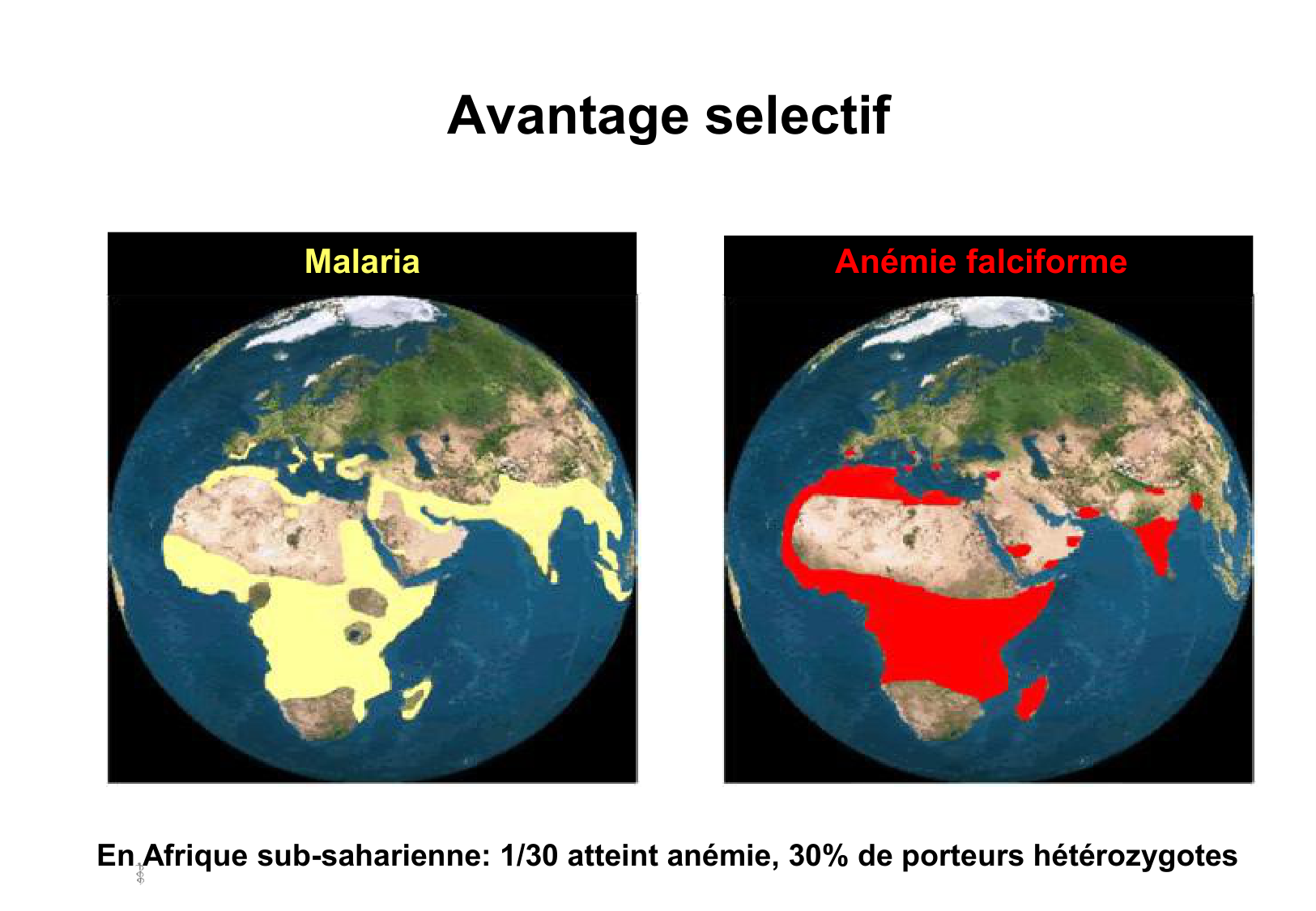Hérédité I page 28