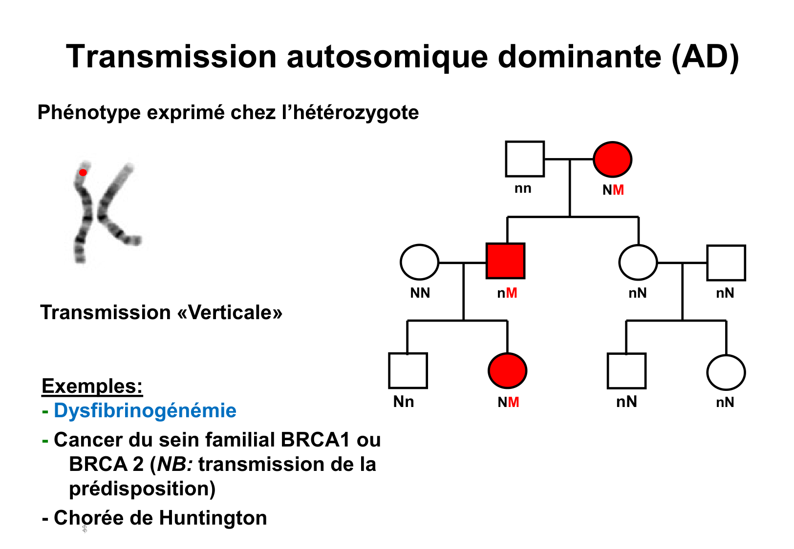 Hérédité I page 32