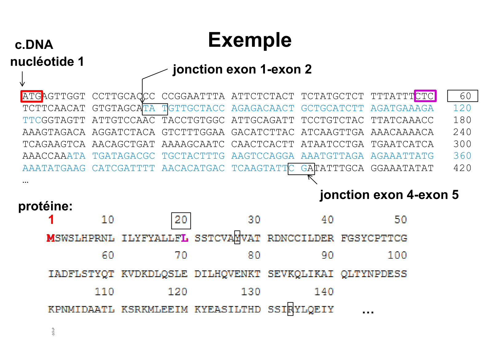 Hérédité I page 44