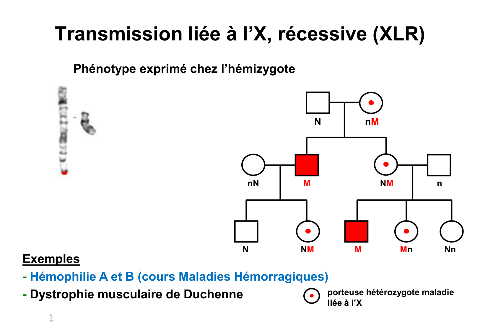 Hérédité II page 7