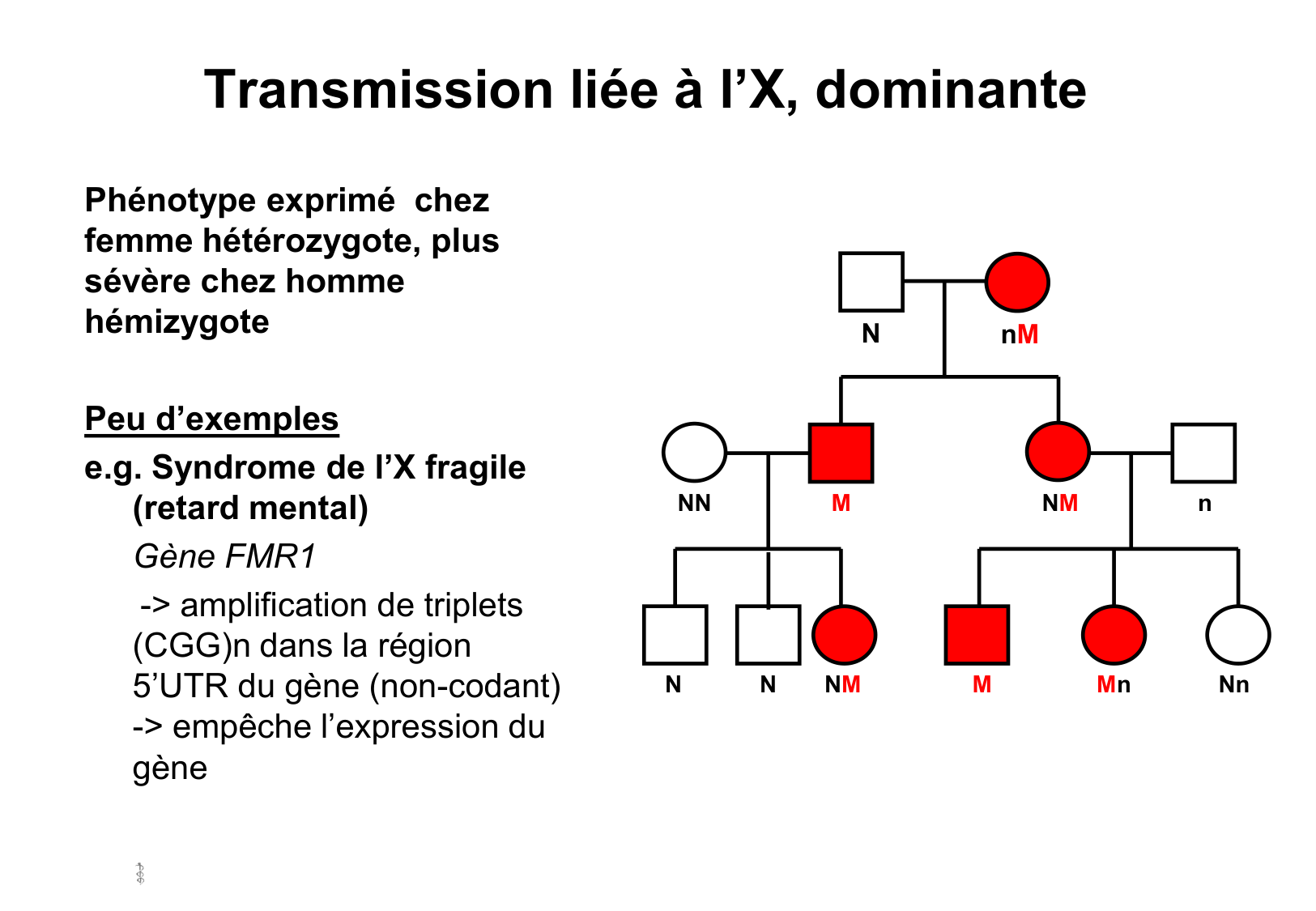 Hérédité II page 23