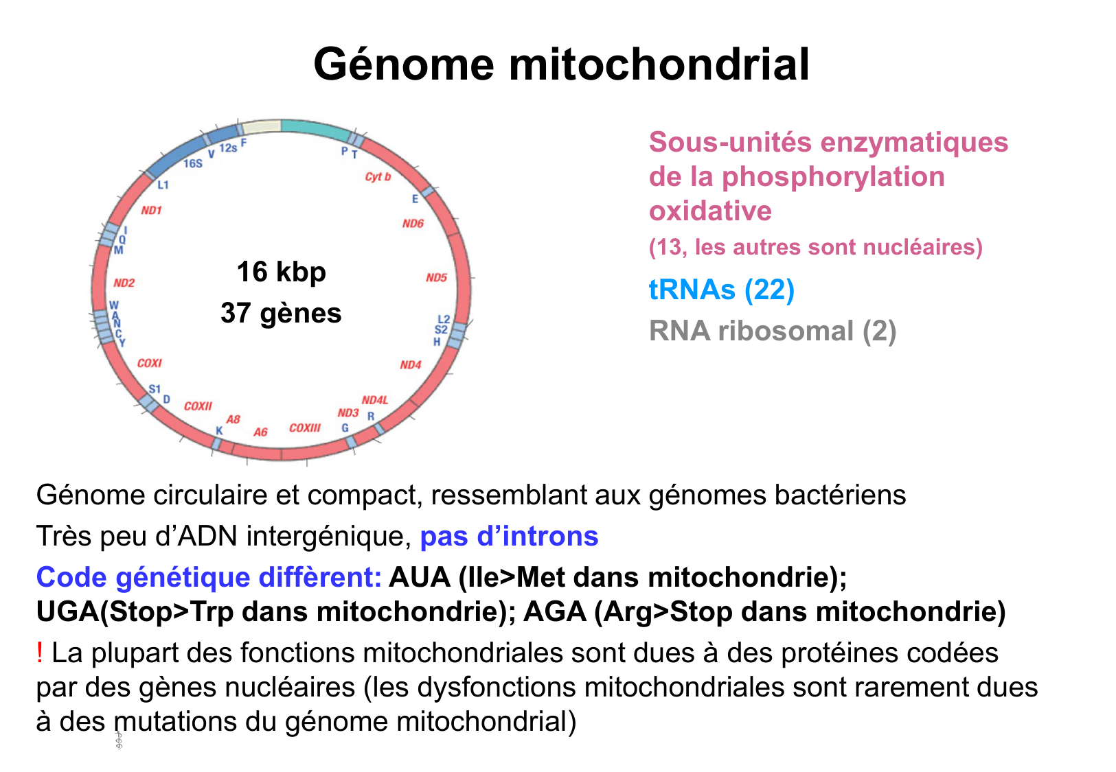 Hérédité II page 28
