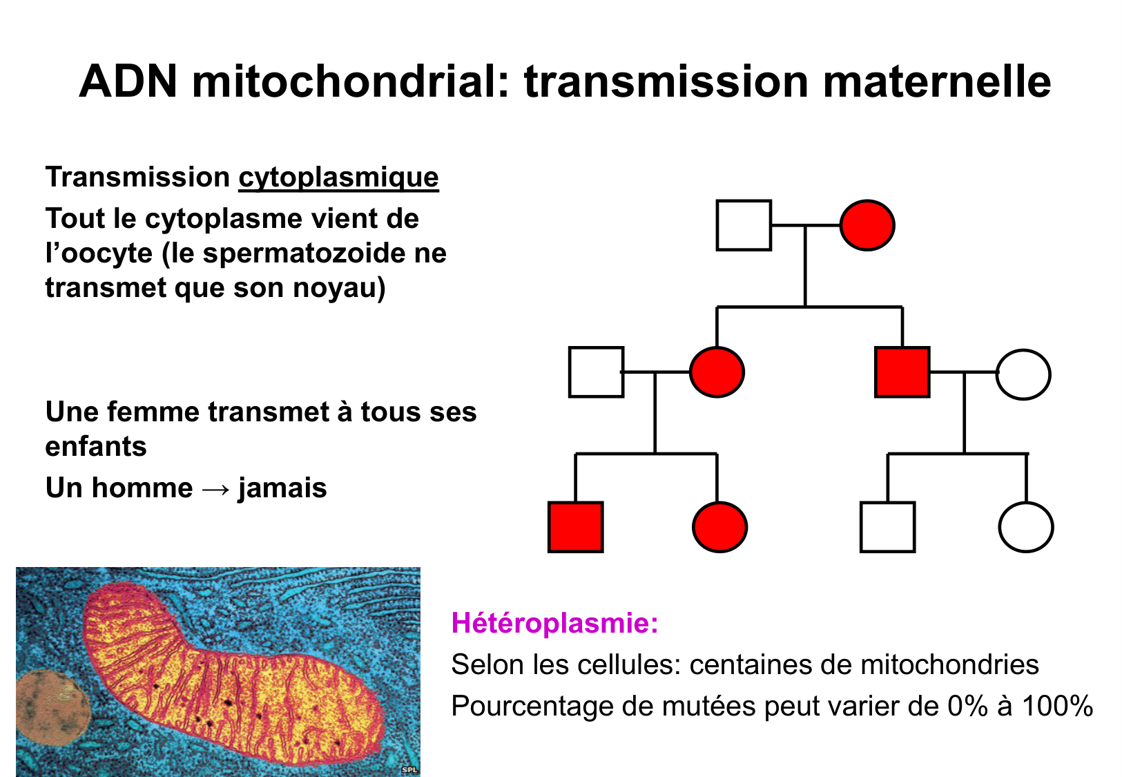 Hérédité II page 29