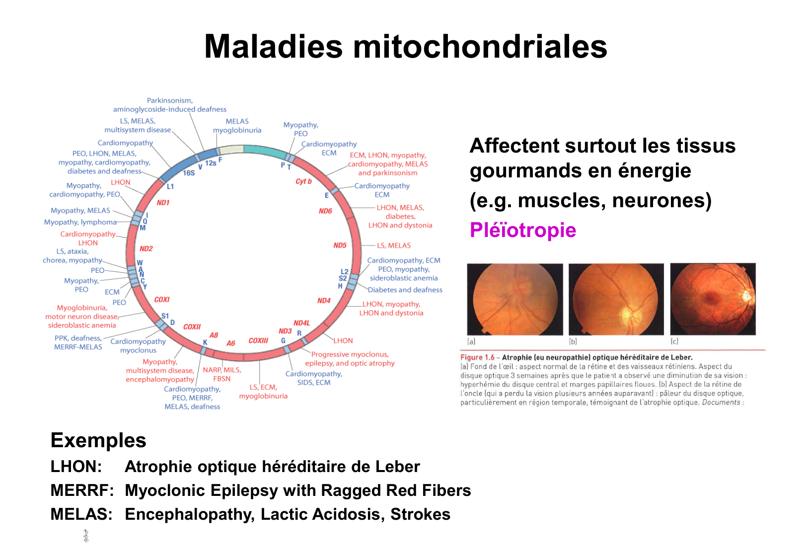 Hérédité II page 30