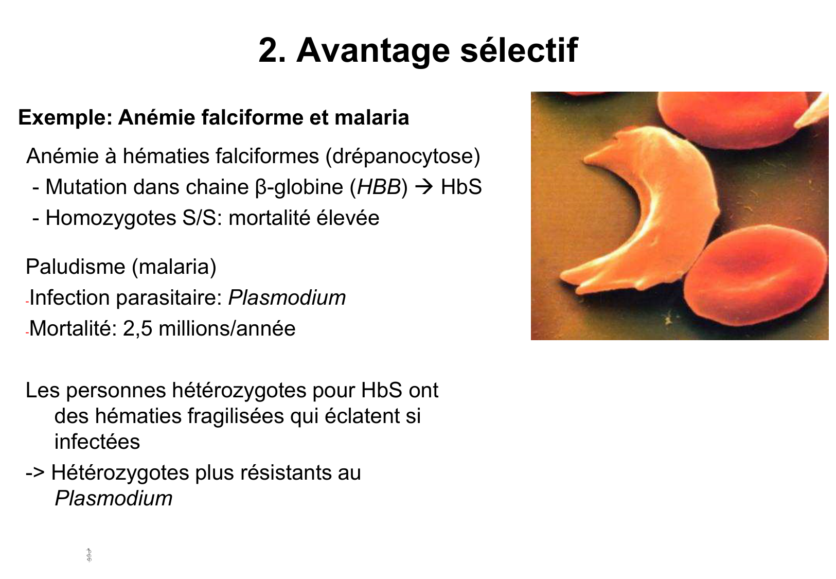 Hérédité I — objectifs page 28