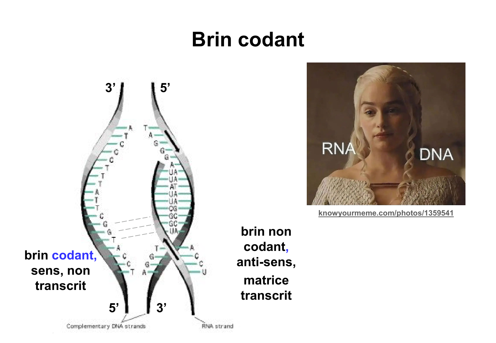 Hérédité I — objectifs page 43
