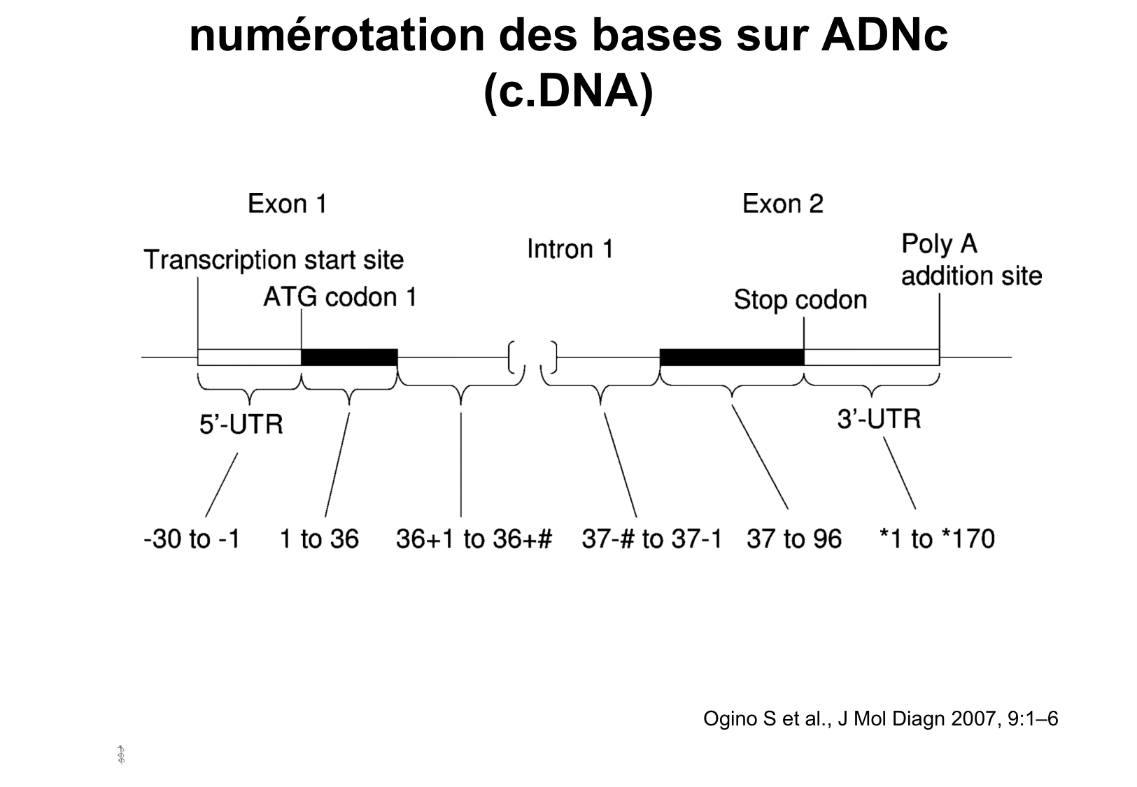 Hérédité I — objectifs page 44