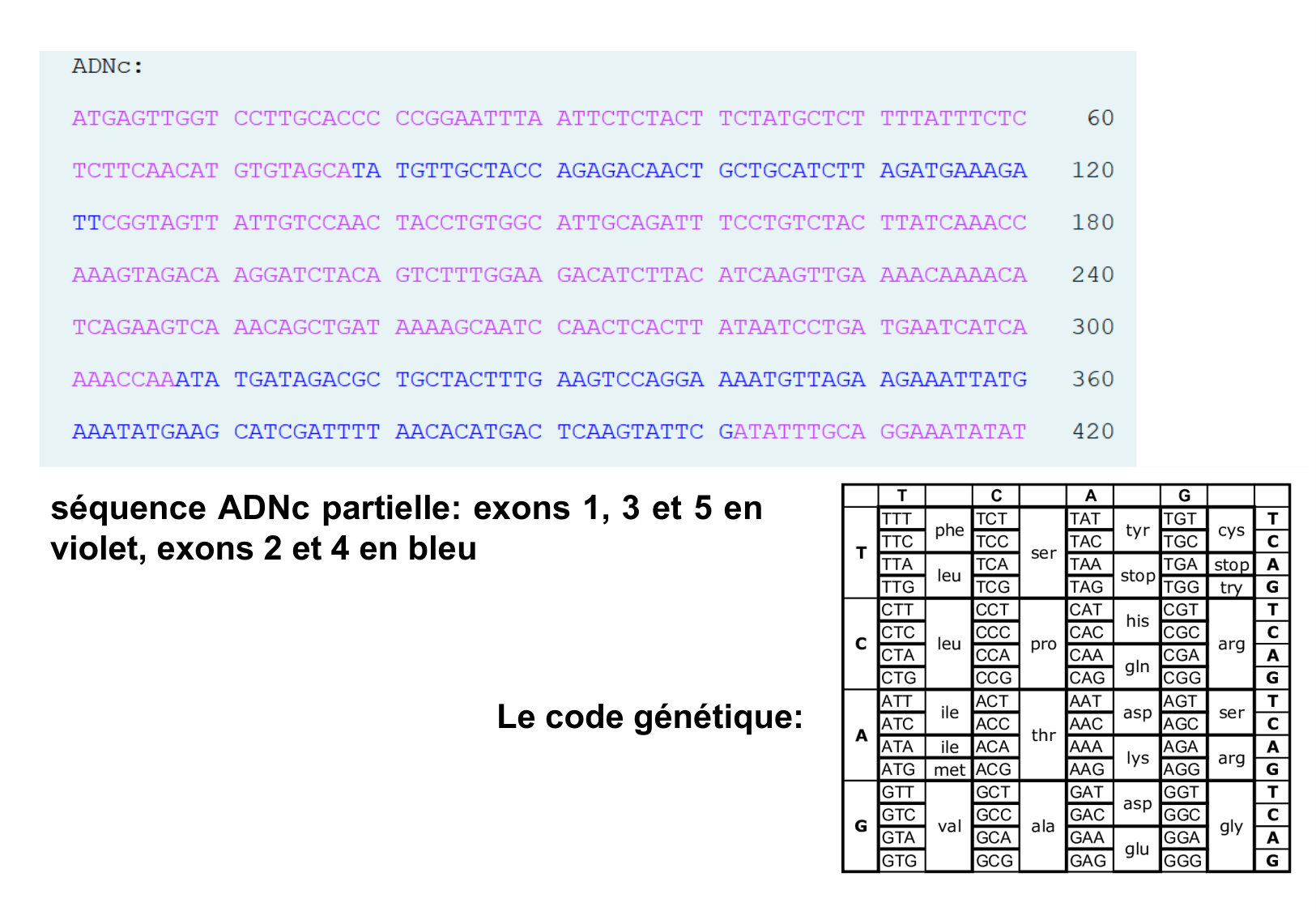 Hérédité I — objectifs page 47