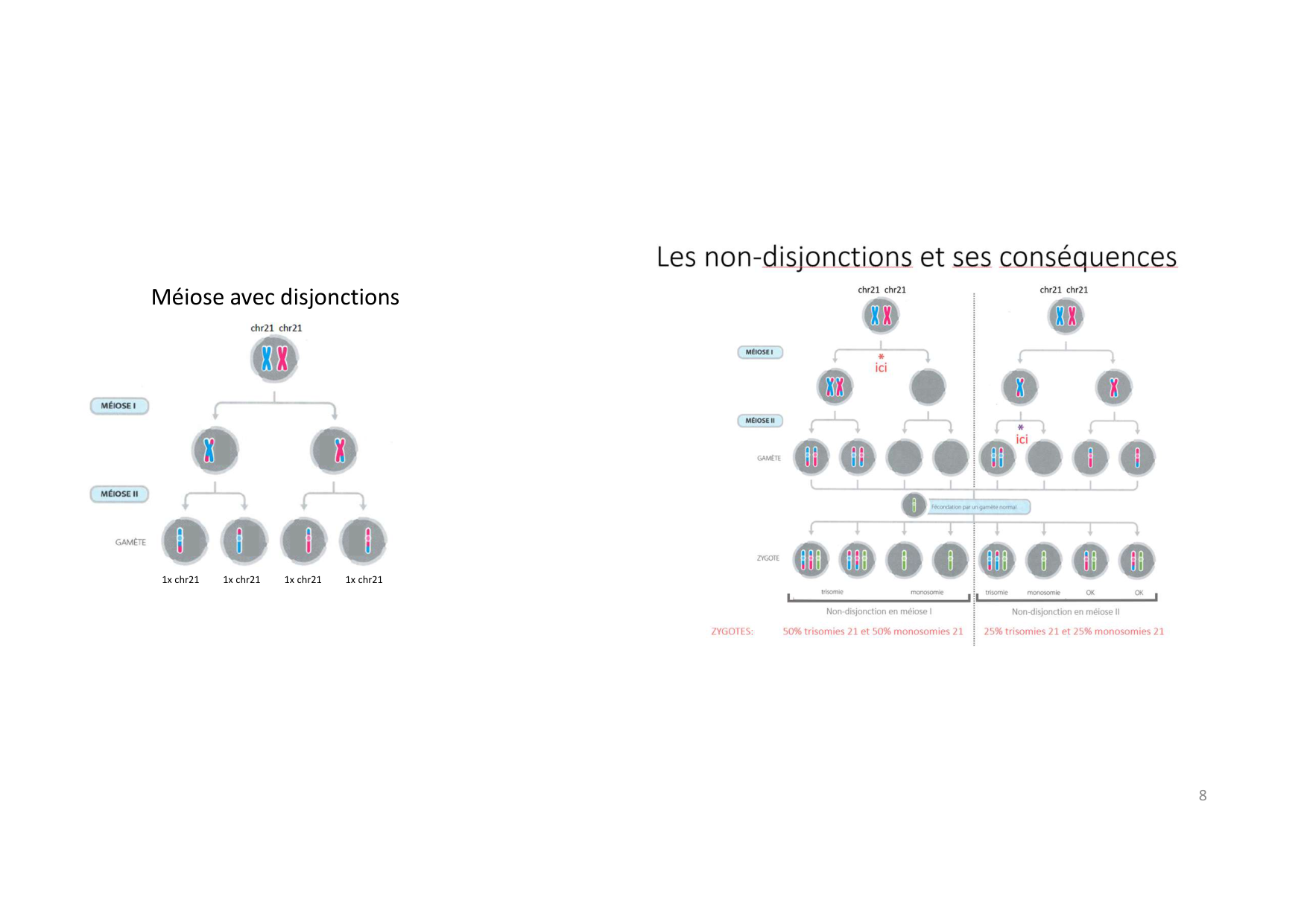 TD de génétique humaine · corrections page 8