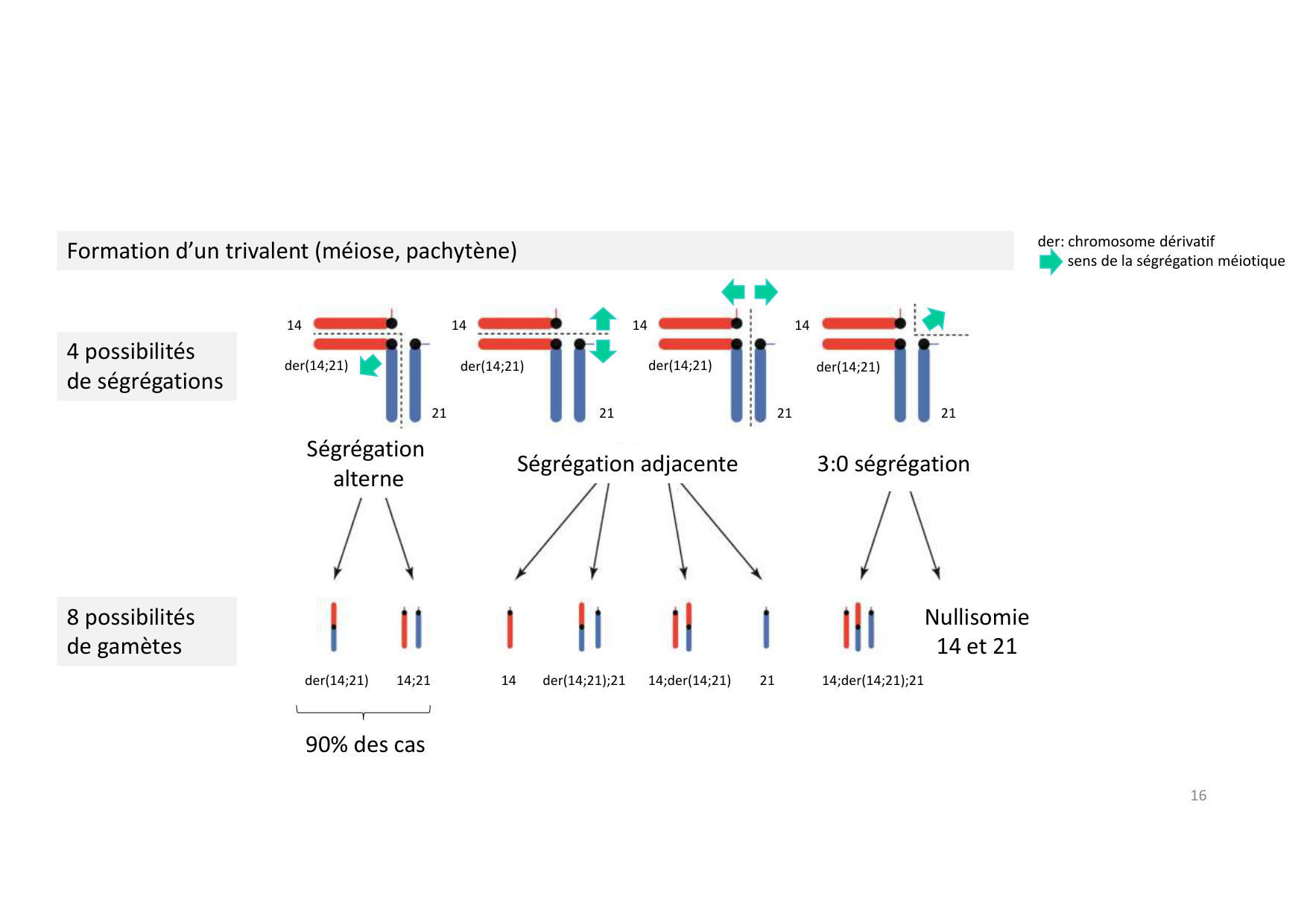 TD de génétique humaine · corrections page 16