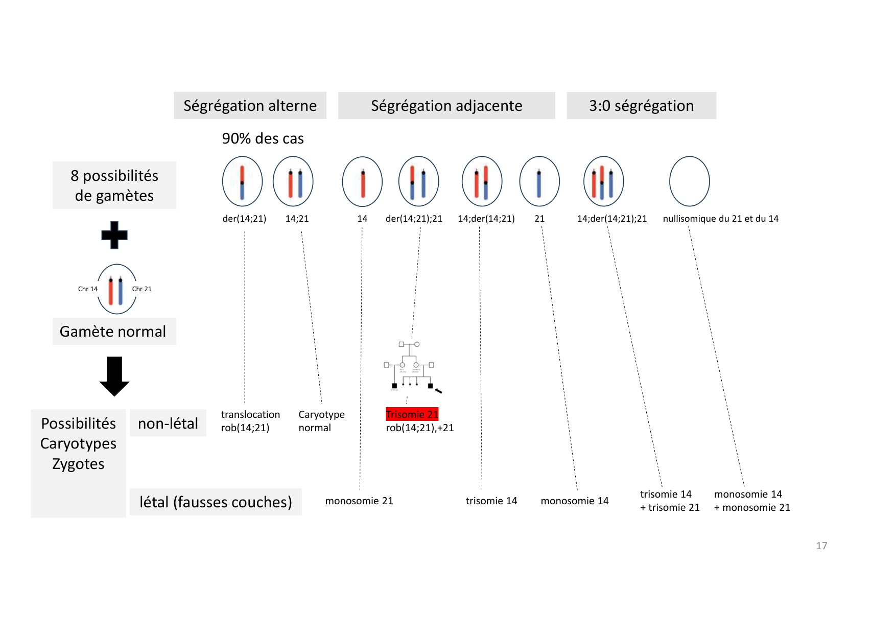 TD de génétique humaine · corrections page 17