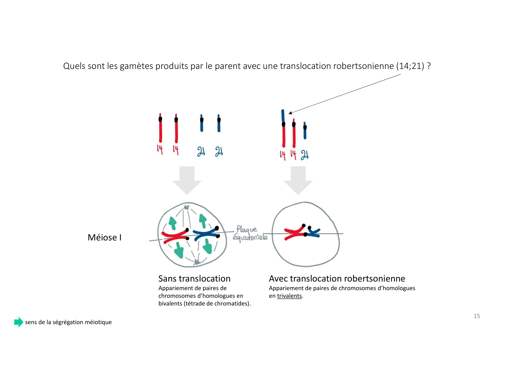 TD de génétique humaine page 15