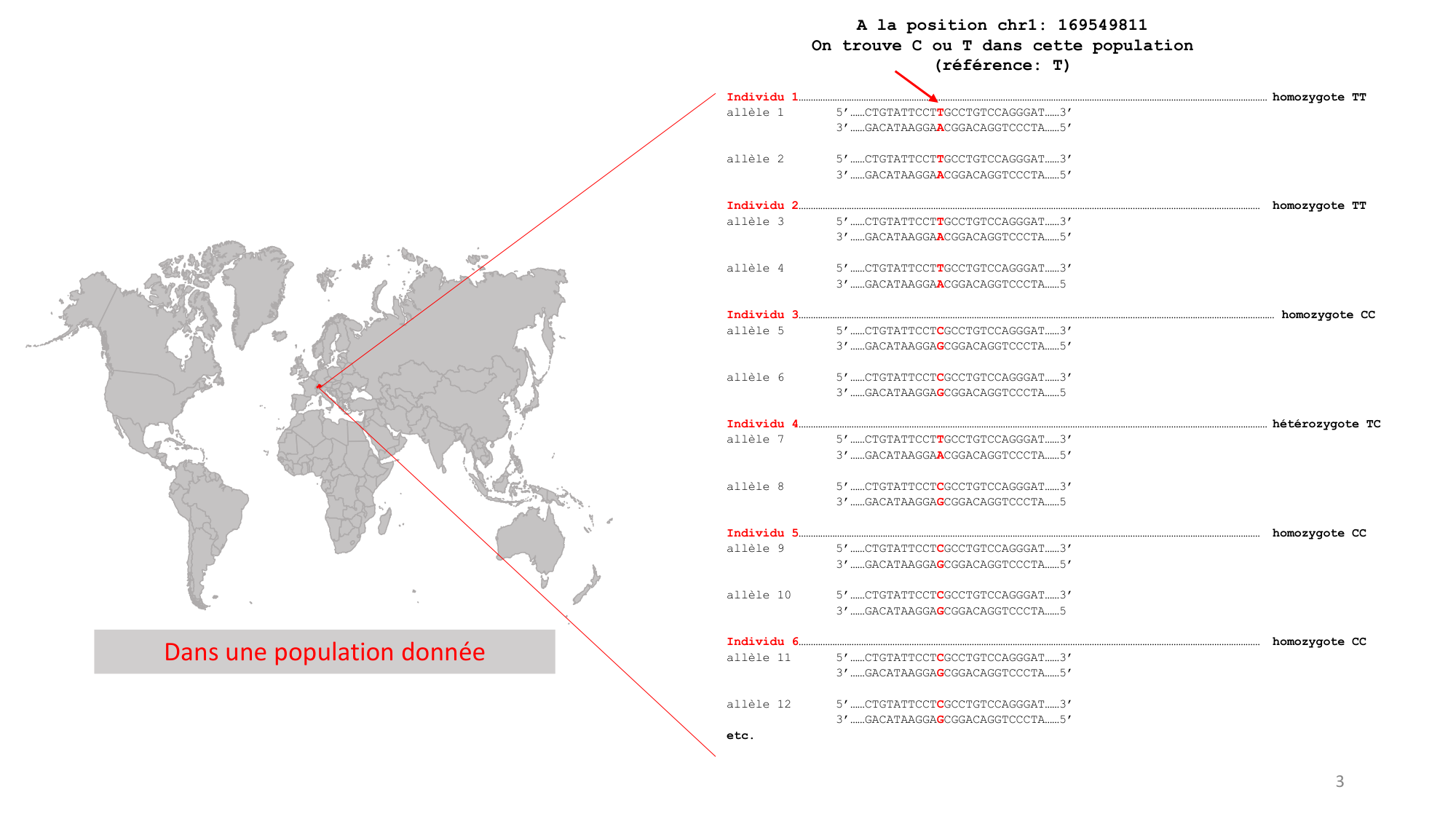 Génétique humaine — session 1 · corrections page 3