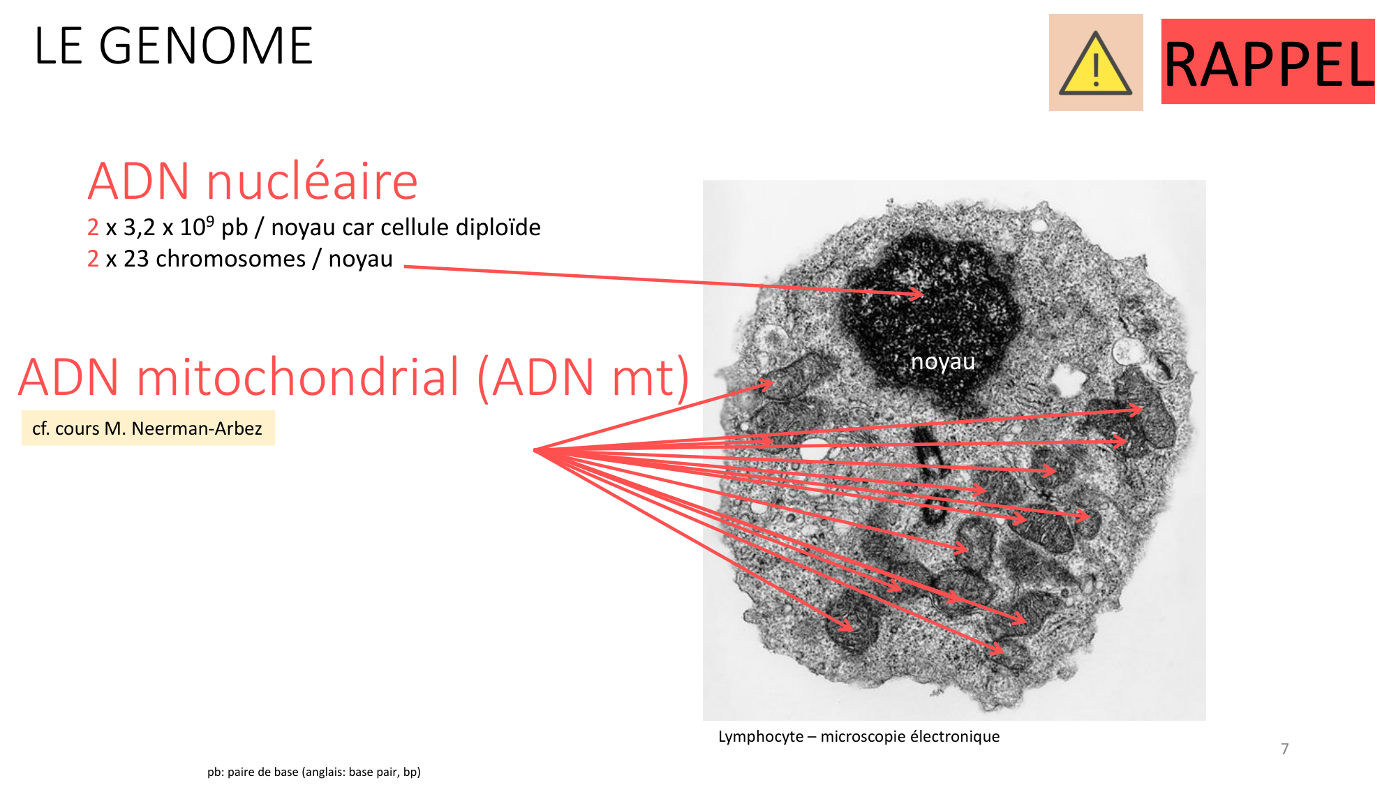 Génétique humaine — session 1 page 7
