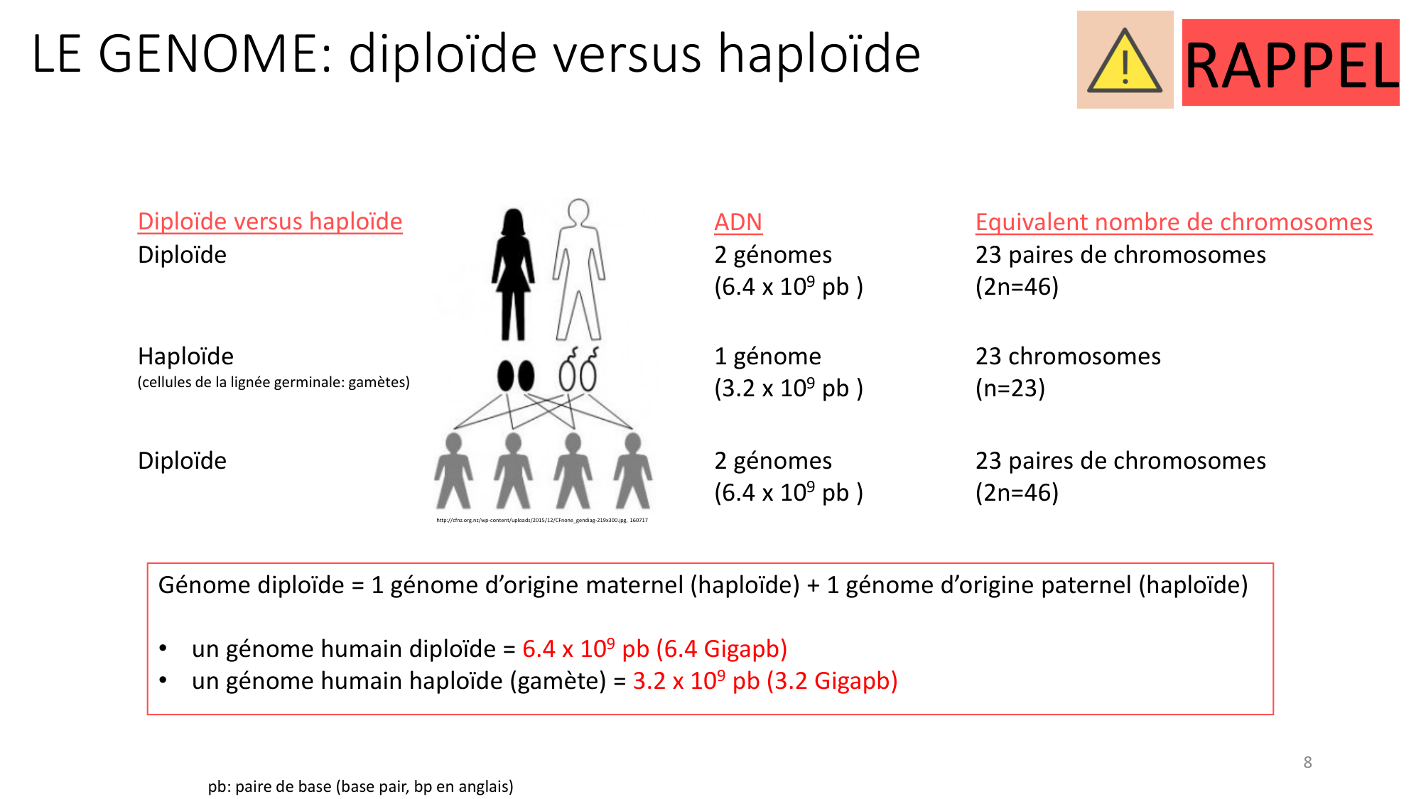 Génétique humaine — session 1 page 8