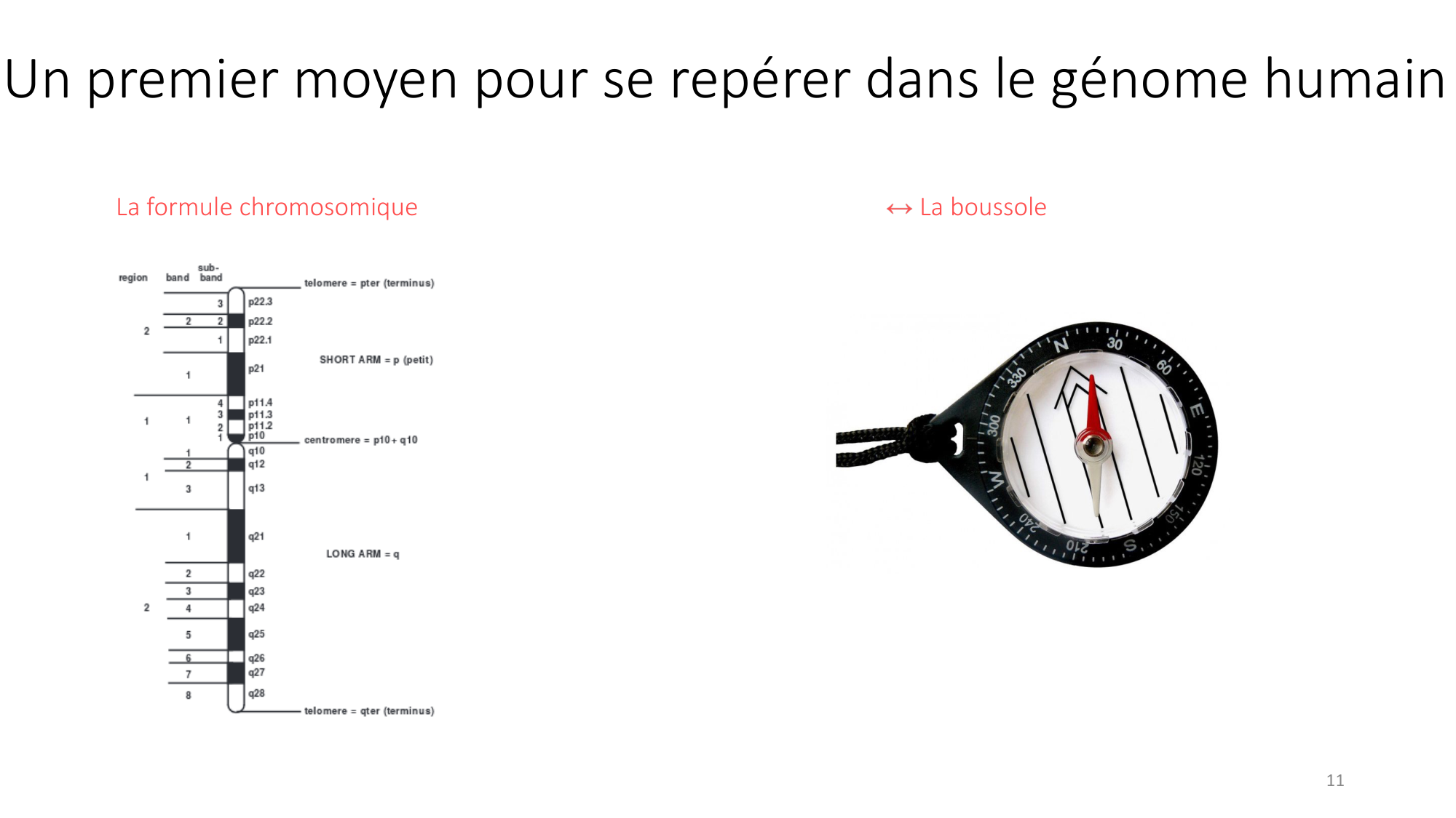 Génétique humaine — session 1 page 11