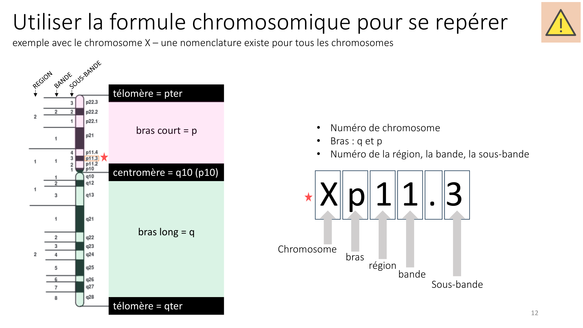 Génétique humaine — session 1 page 12