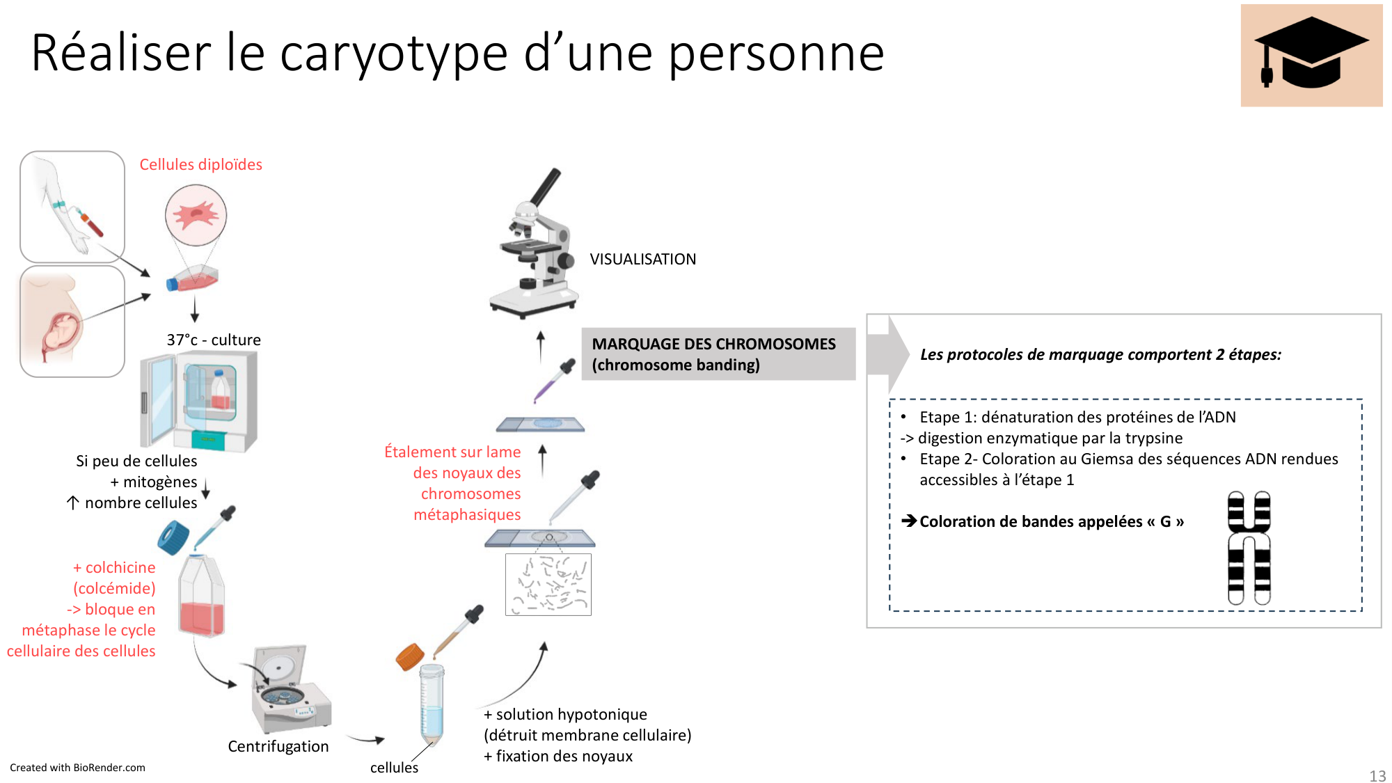 Génétique humaine — session 1 page 13