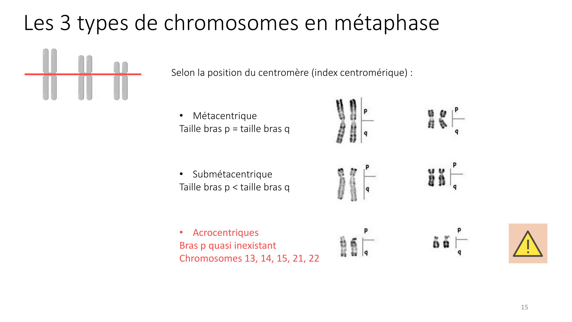 Génétique humaine — session 1 page 15
