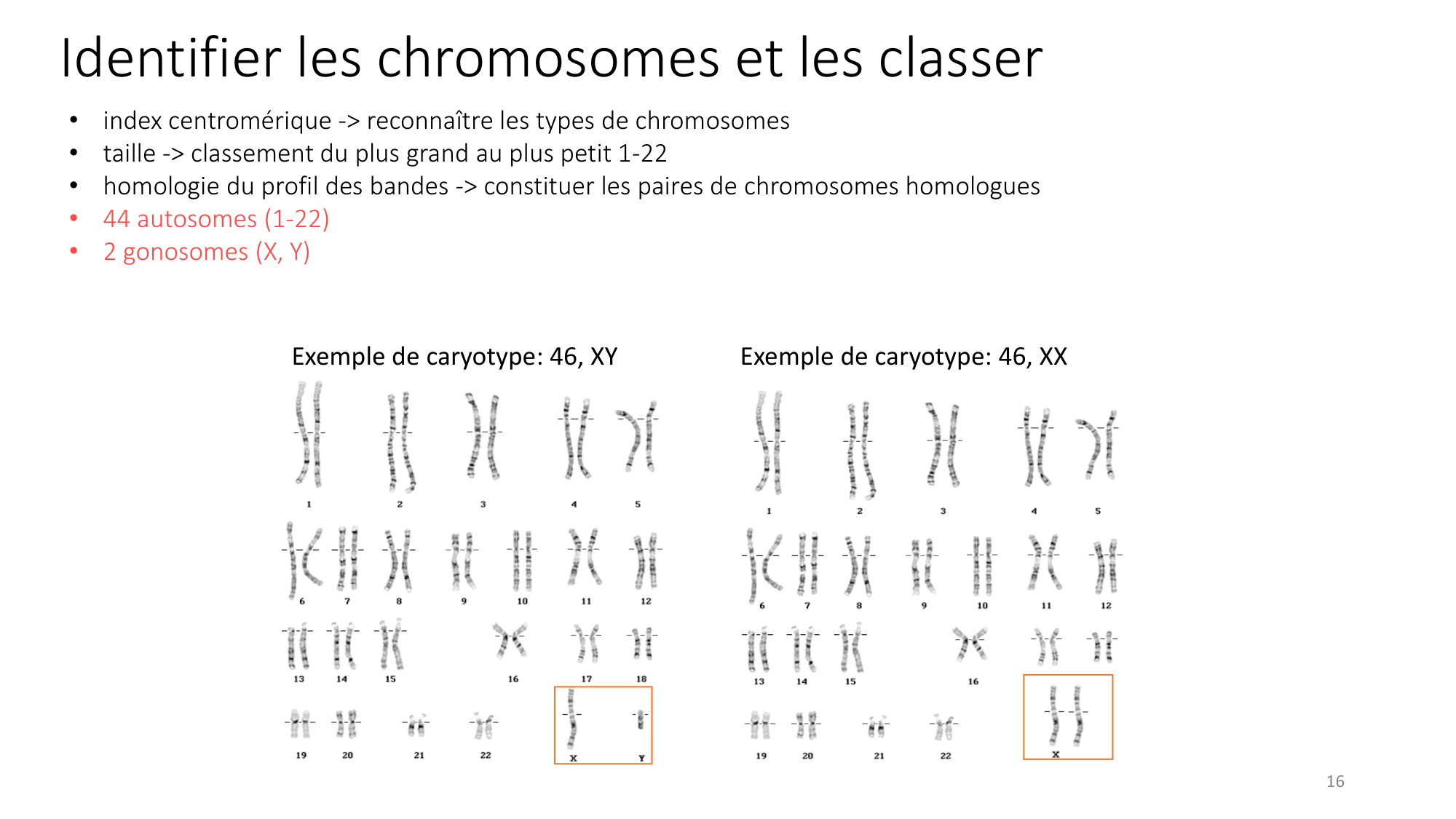 Génétique humaine — session 1 page 16