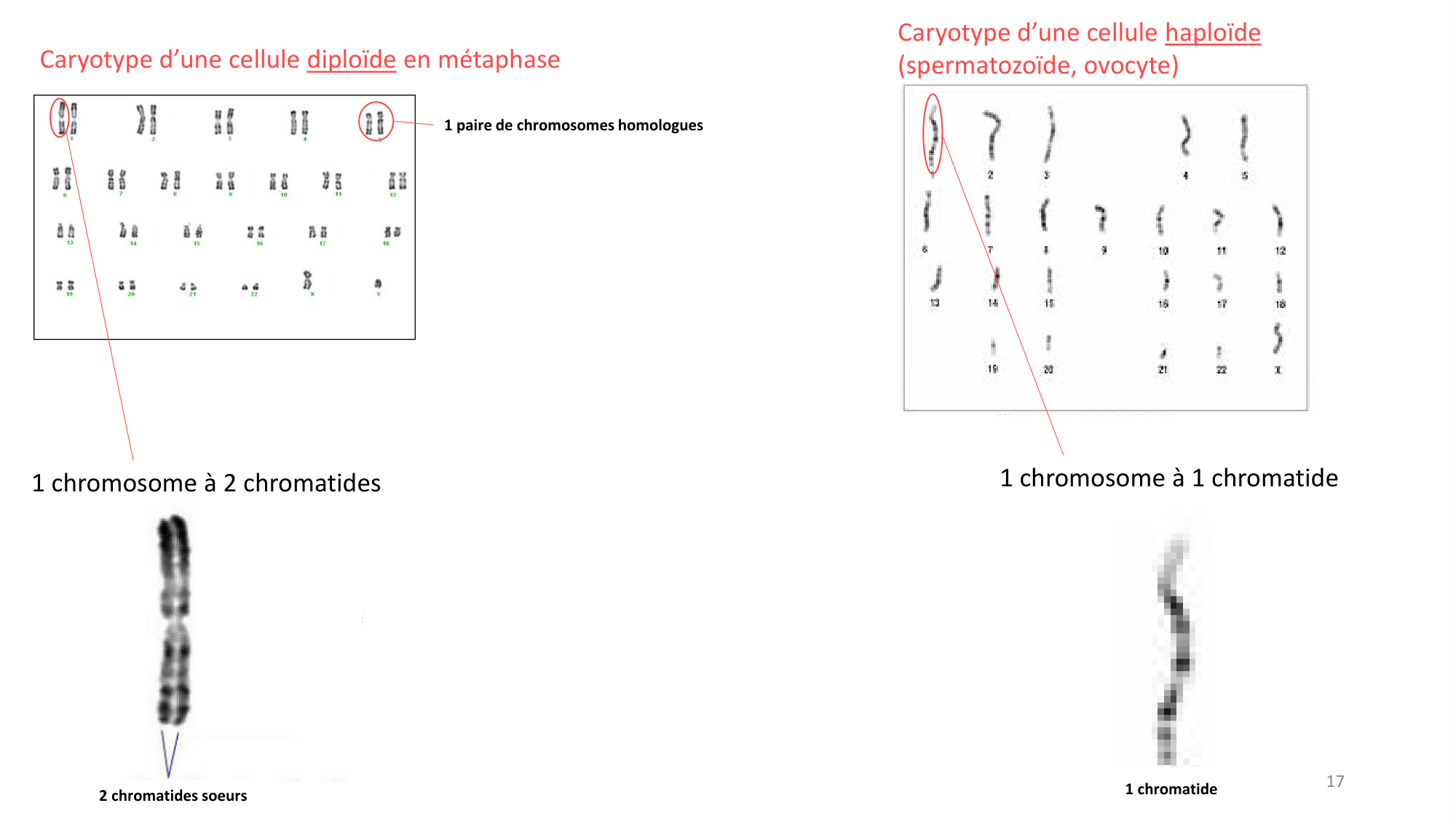 Génétique humaine — session 1 page 17