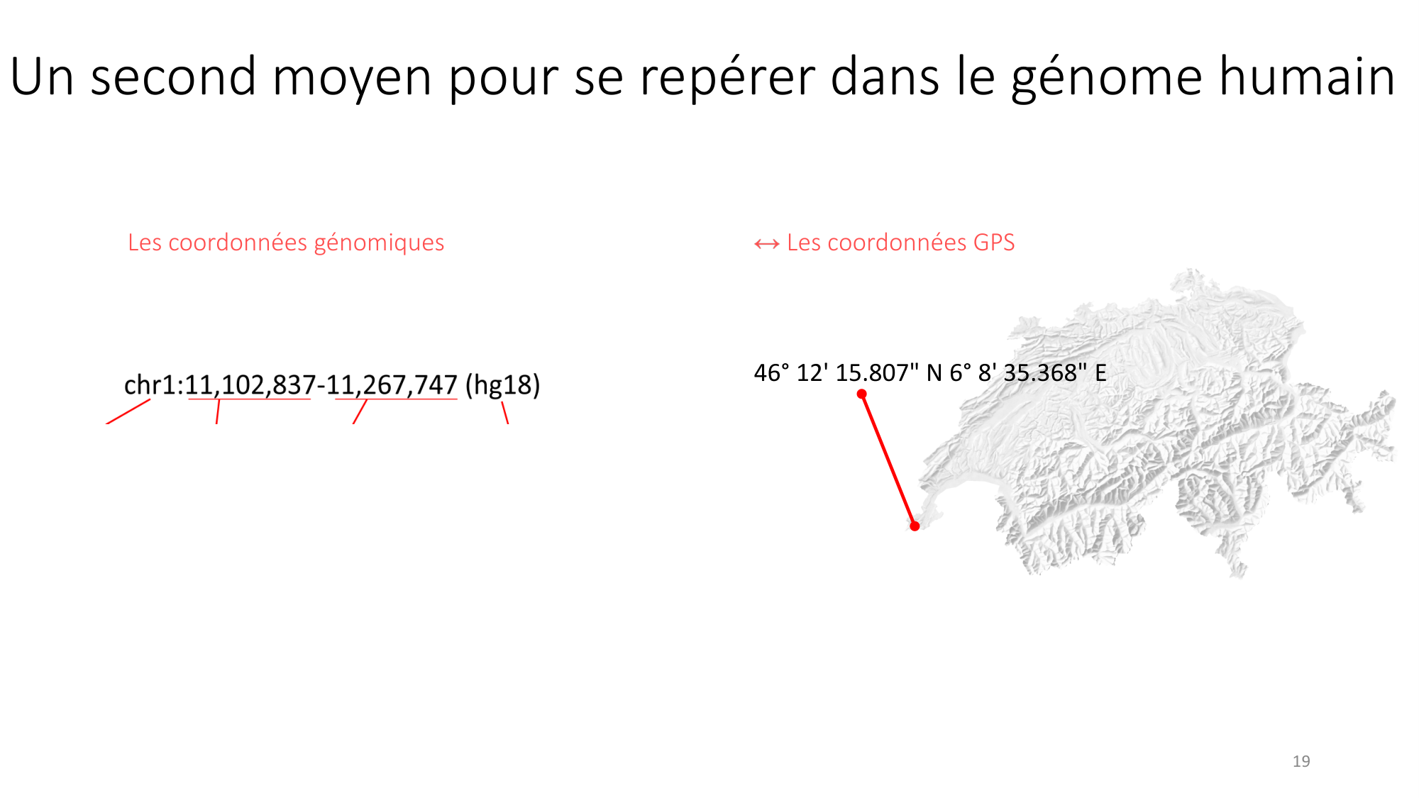 Génétique humaine — session 1 page 19