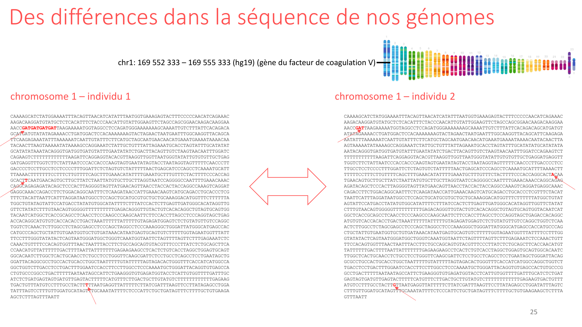 Génétique humaine — session 1 page 25