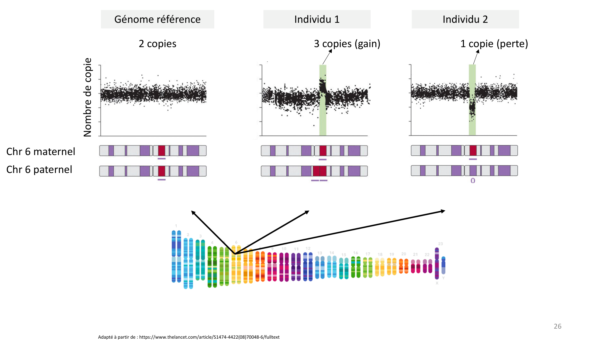 Génétique humaine — session 1 page 26