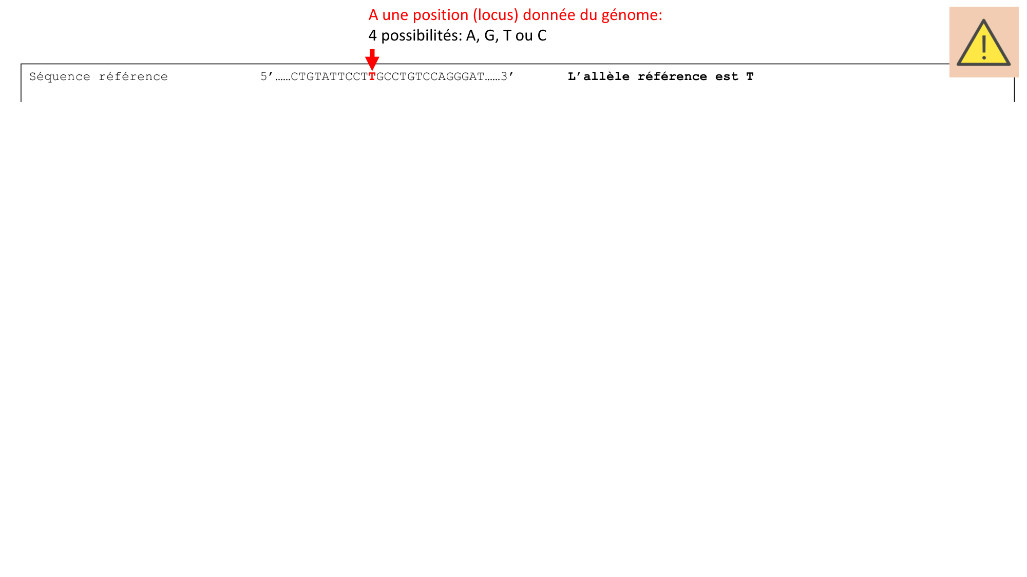 Génétique humaine — session 1 page 30