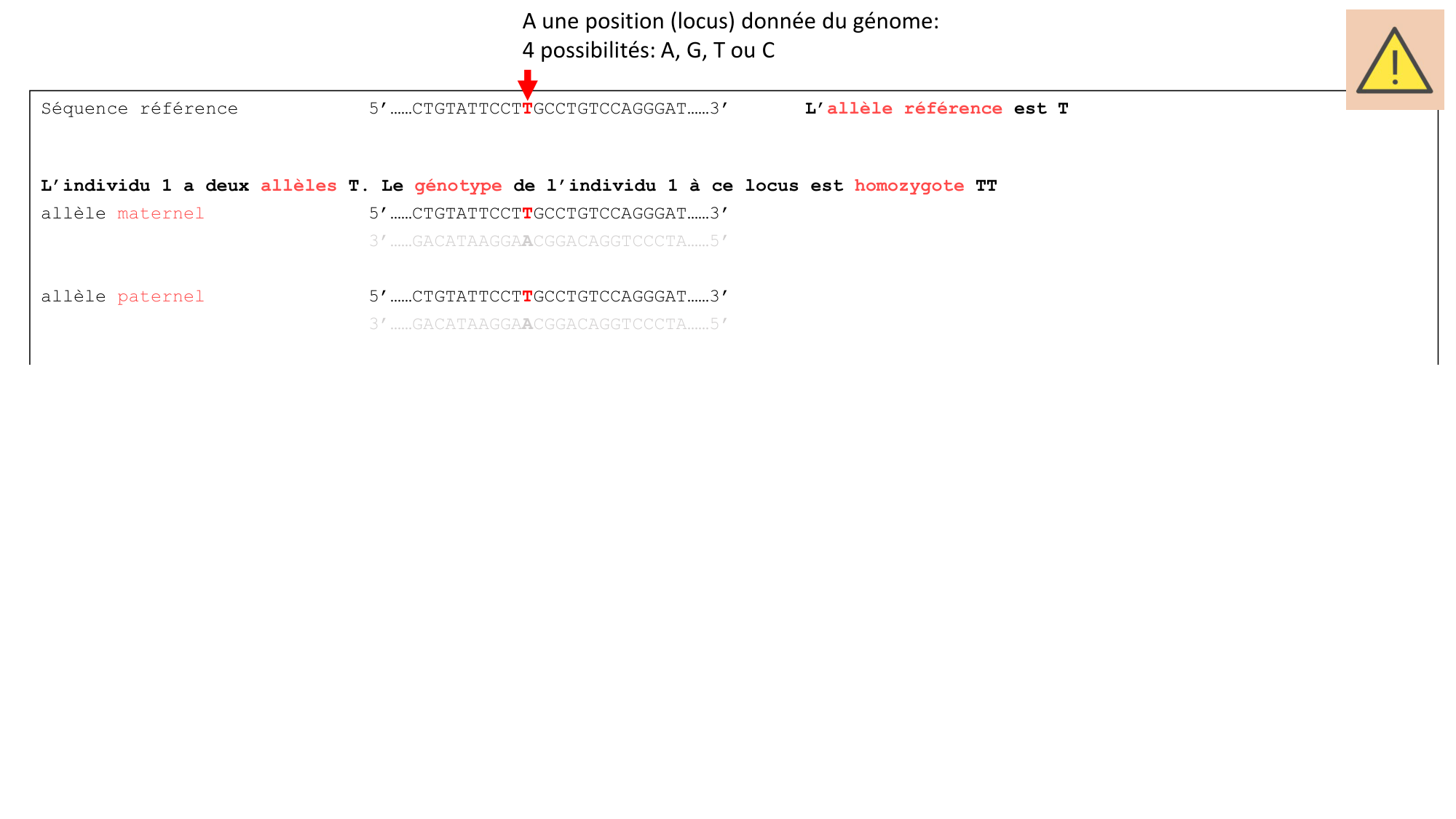Génétique humaine — session 1 page 31