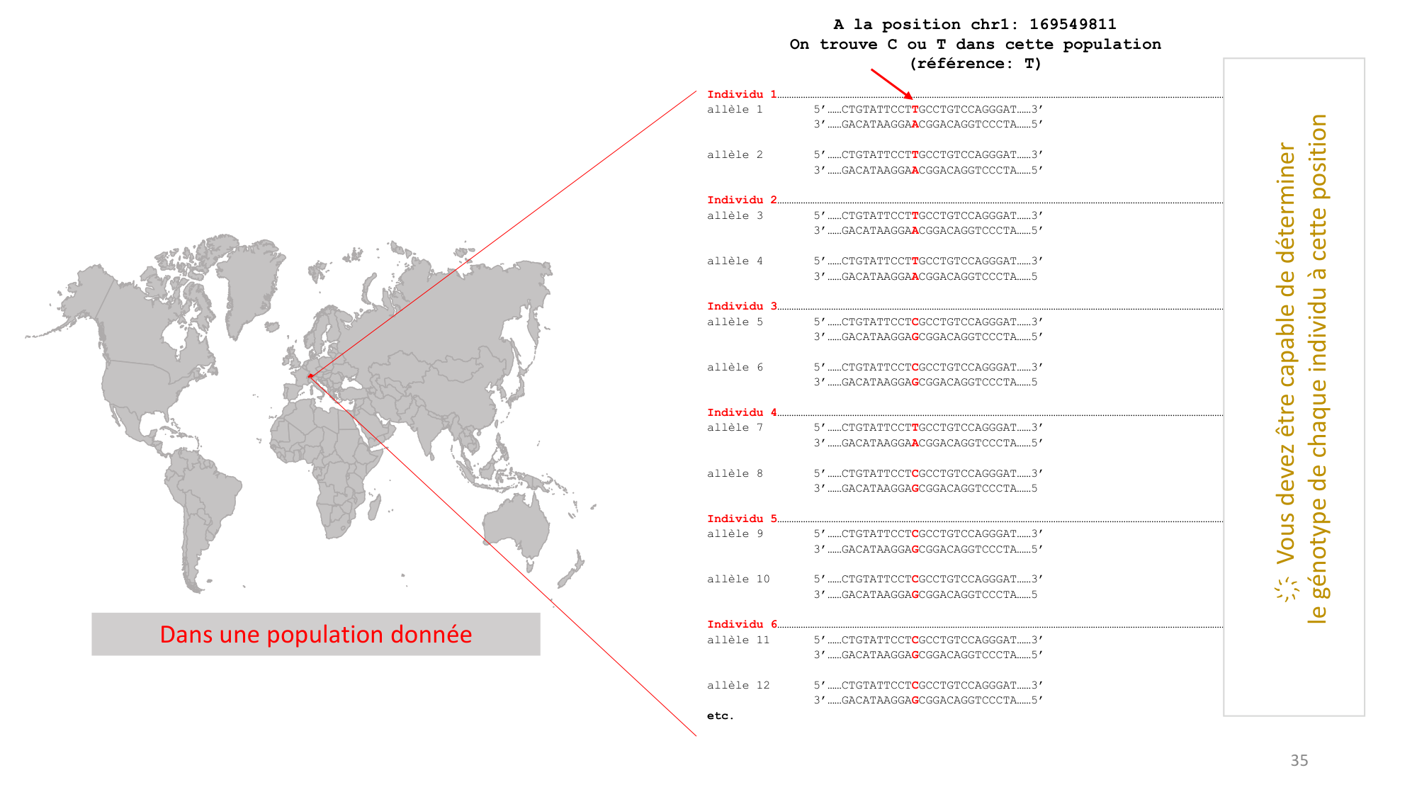 Génétique humaine — session 1 page 35