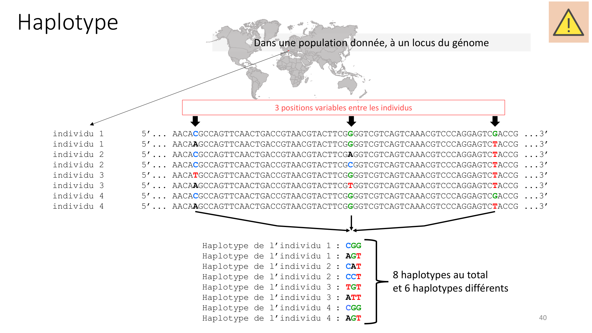 Génétique humaine — session 1 page 40