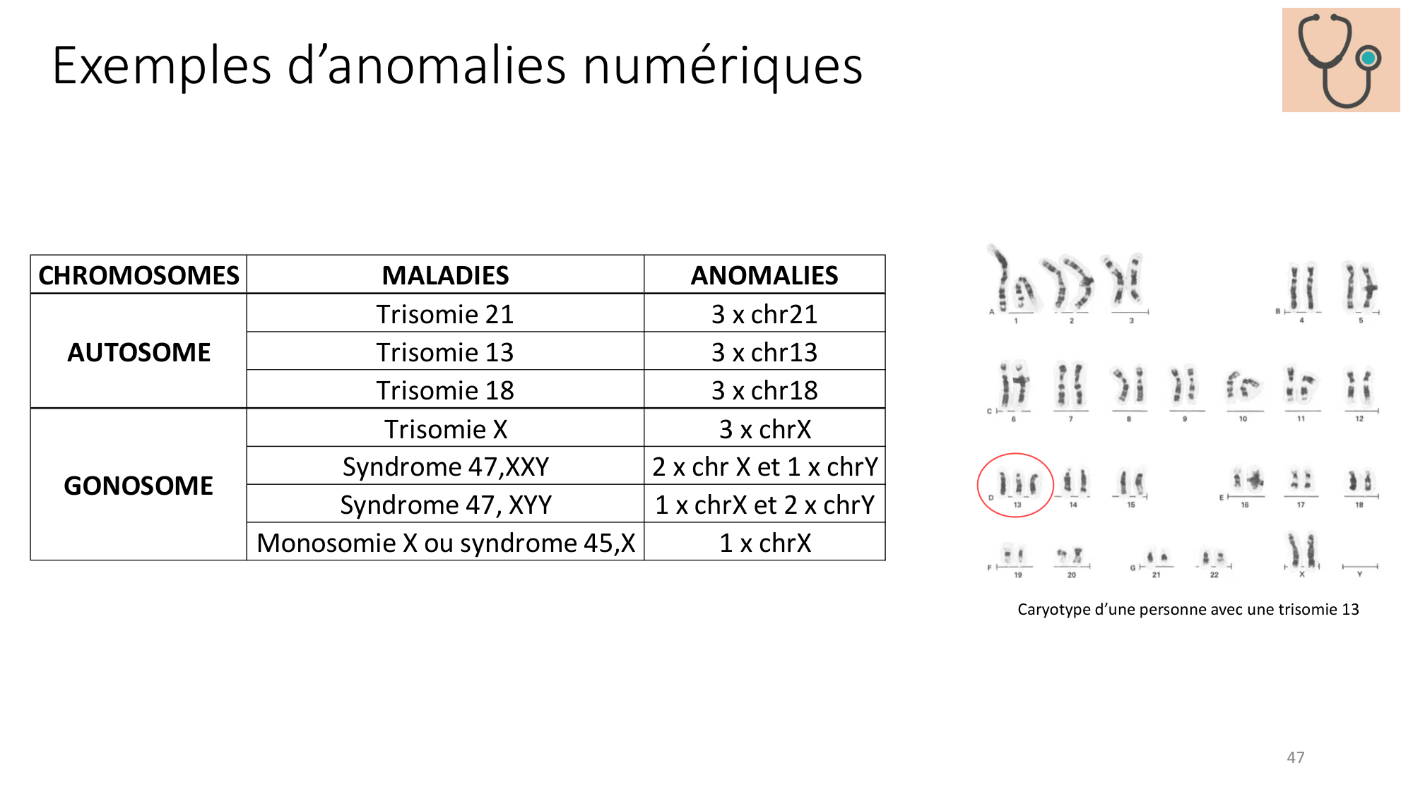 Génétique humaine — session 1 page 47